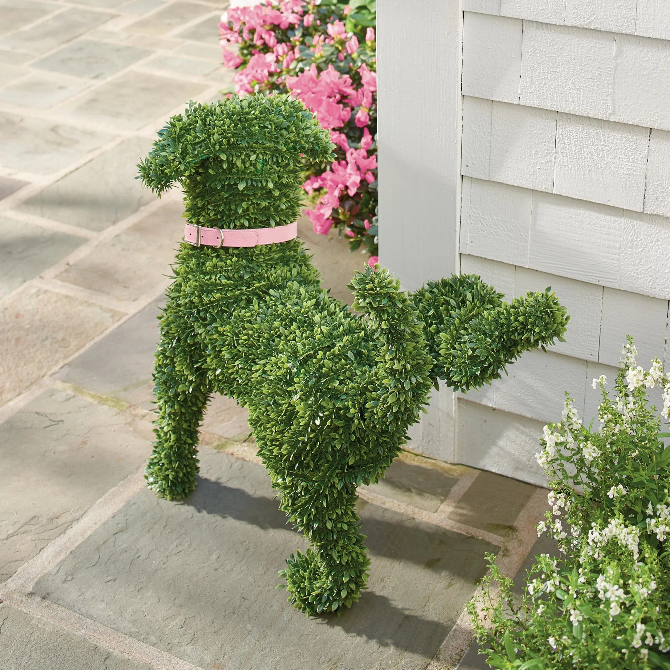 180315 BoxwoodDogs10.jpg