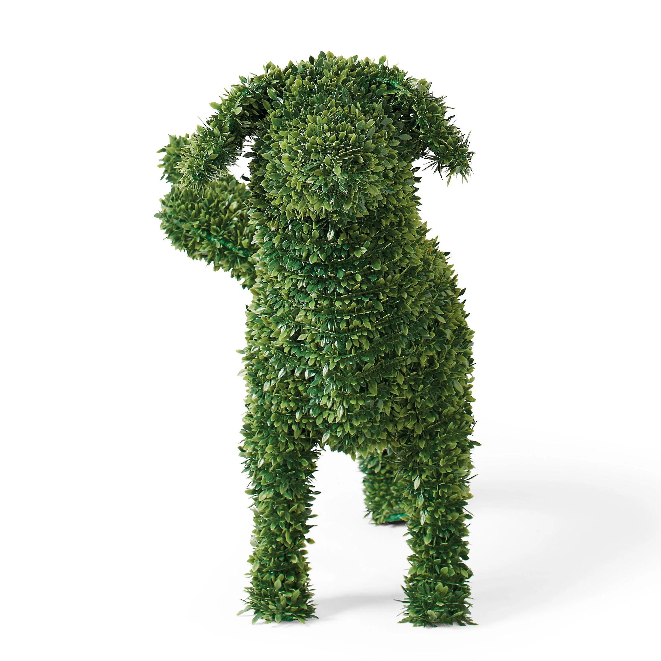 180315 BoxwoodDogs12.jpg