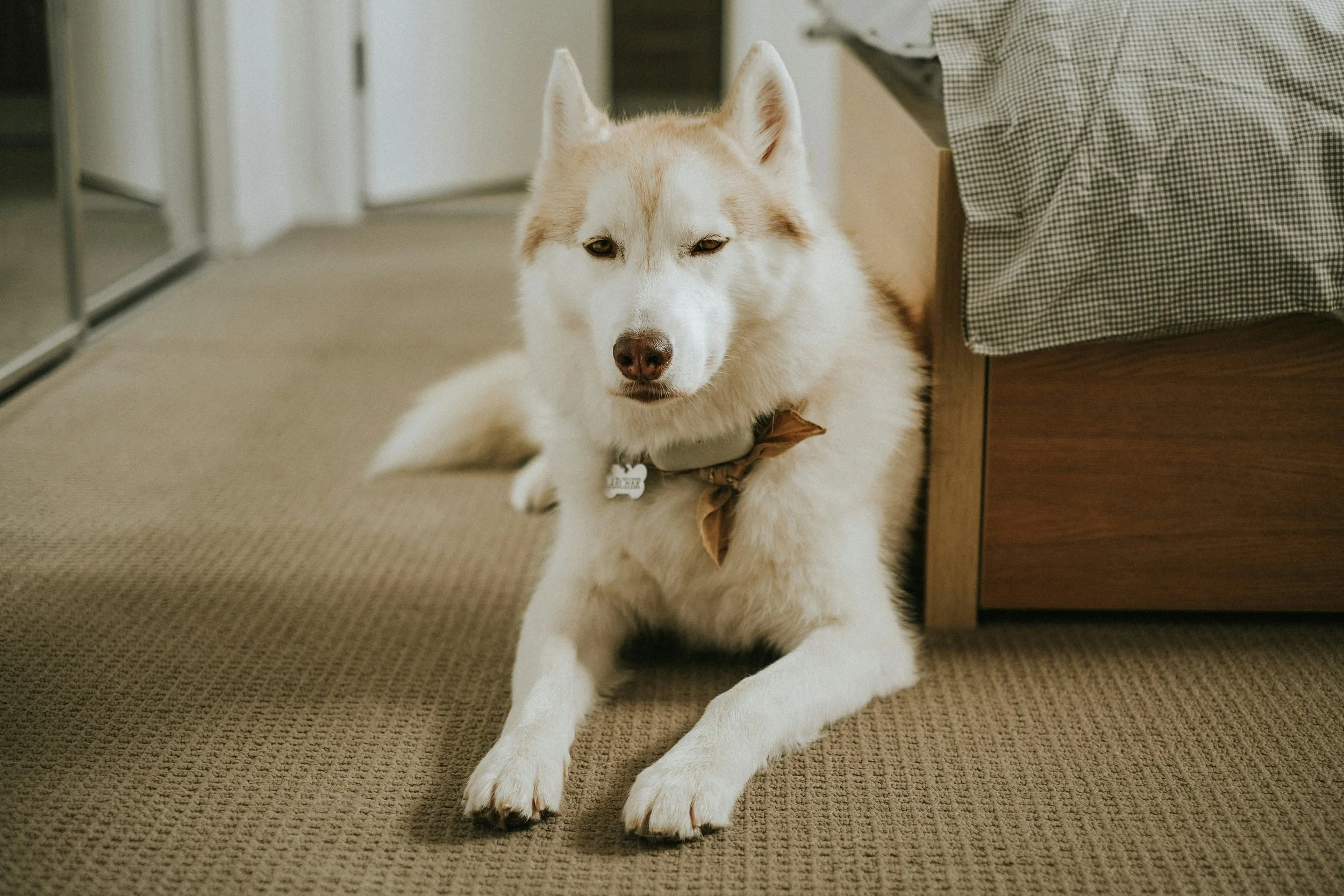 What to Do When a Guest’s Dog Damages Your Rental