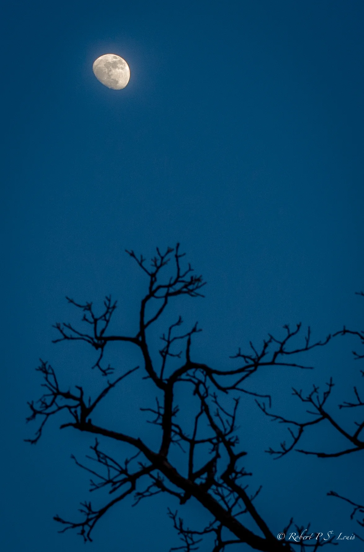 Summer Moon - Minnesota
