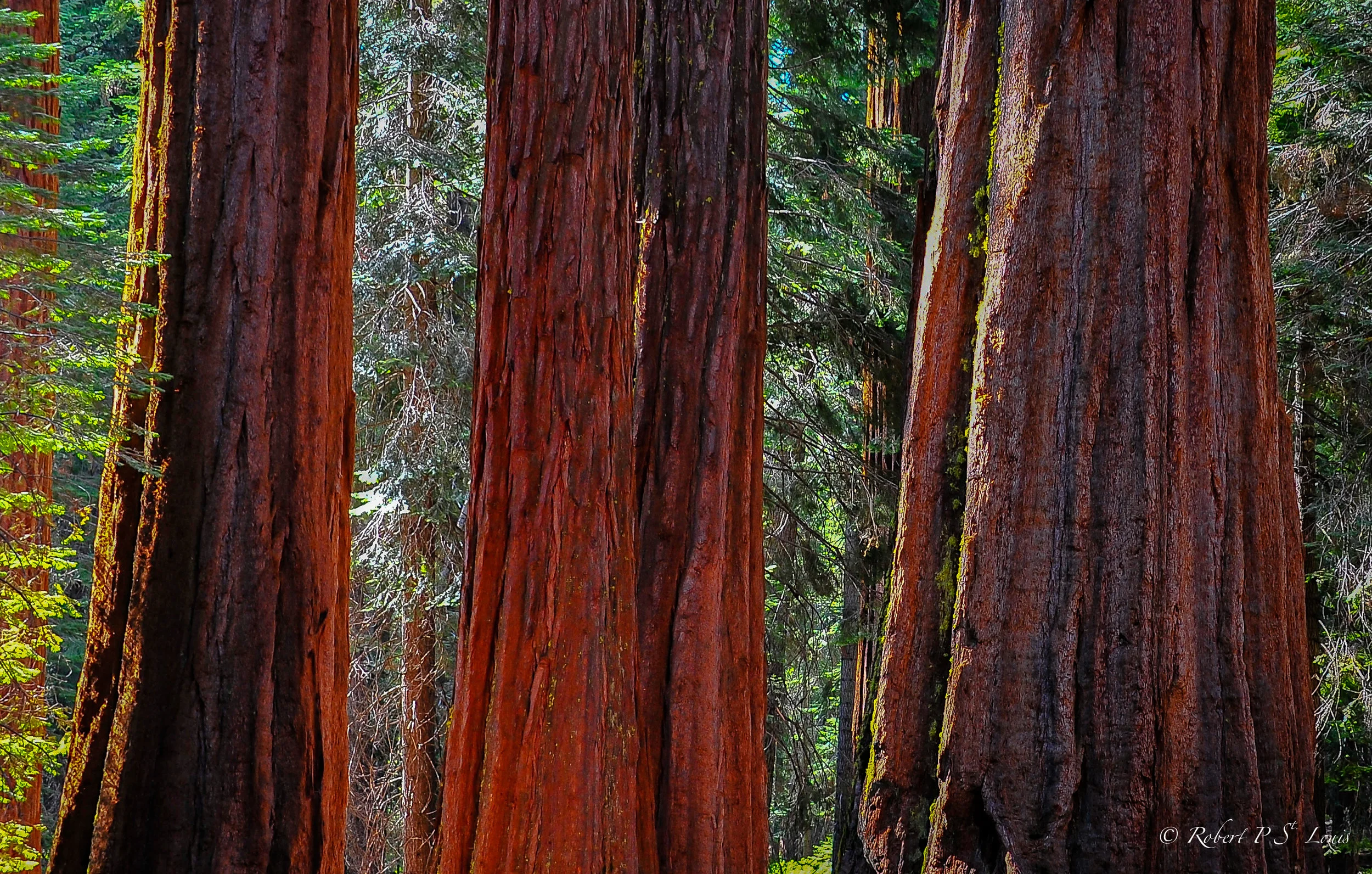 Giant Sequoia - Yosemite NP