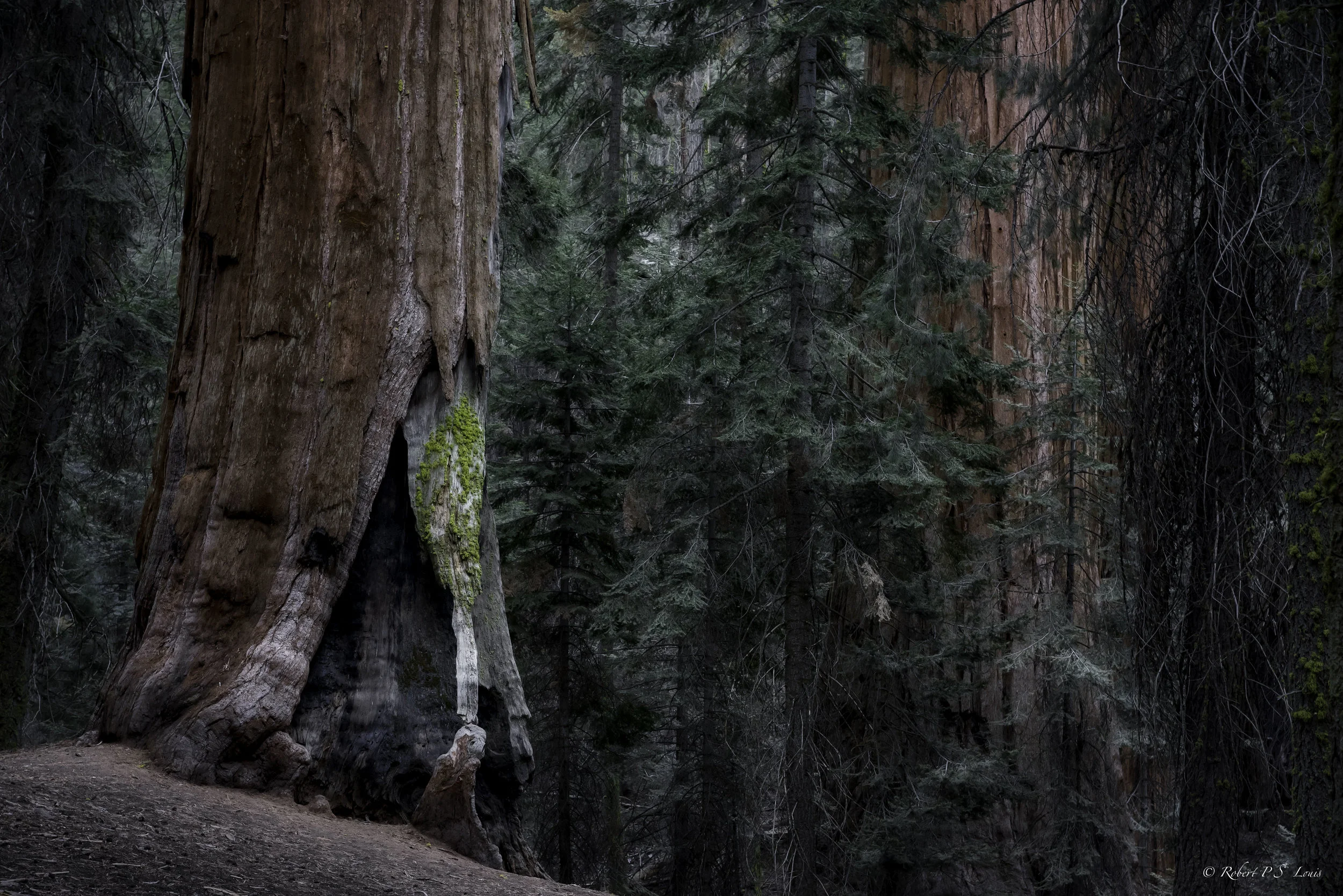 Redwoods - Sequoia NP