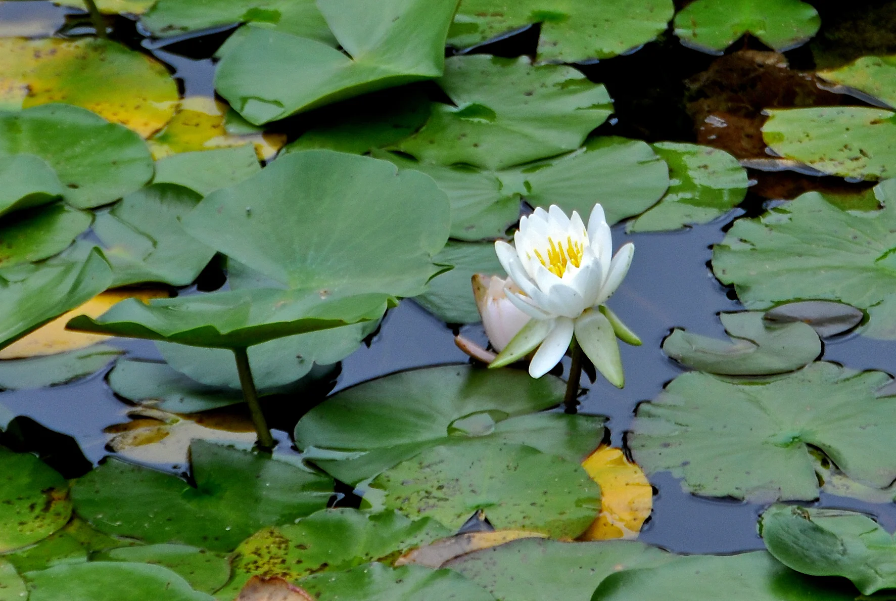 DSC_6312 - Version 2 (1).jpg