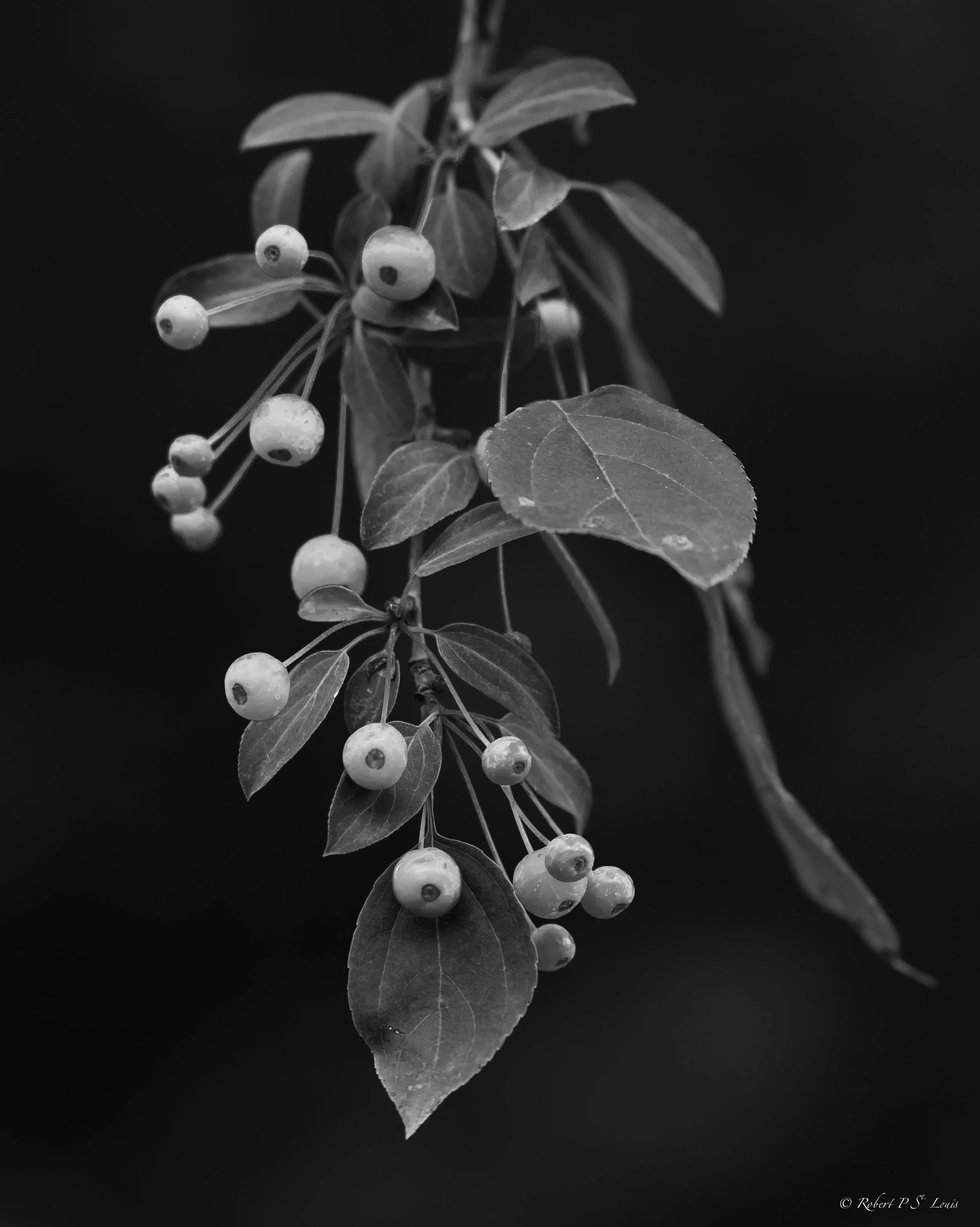 DFD_8449-2.jpg