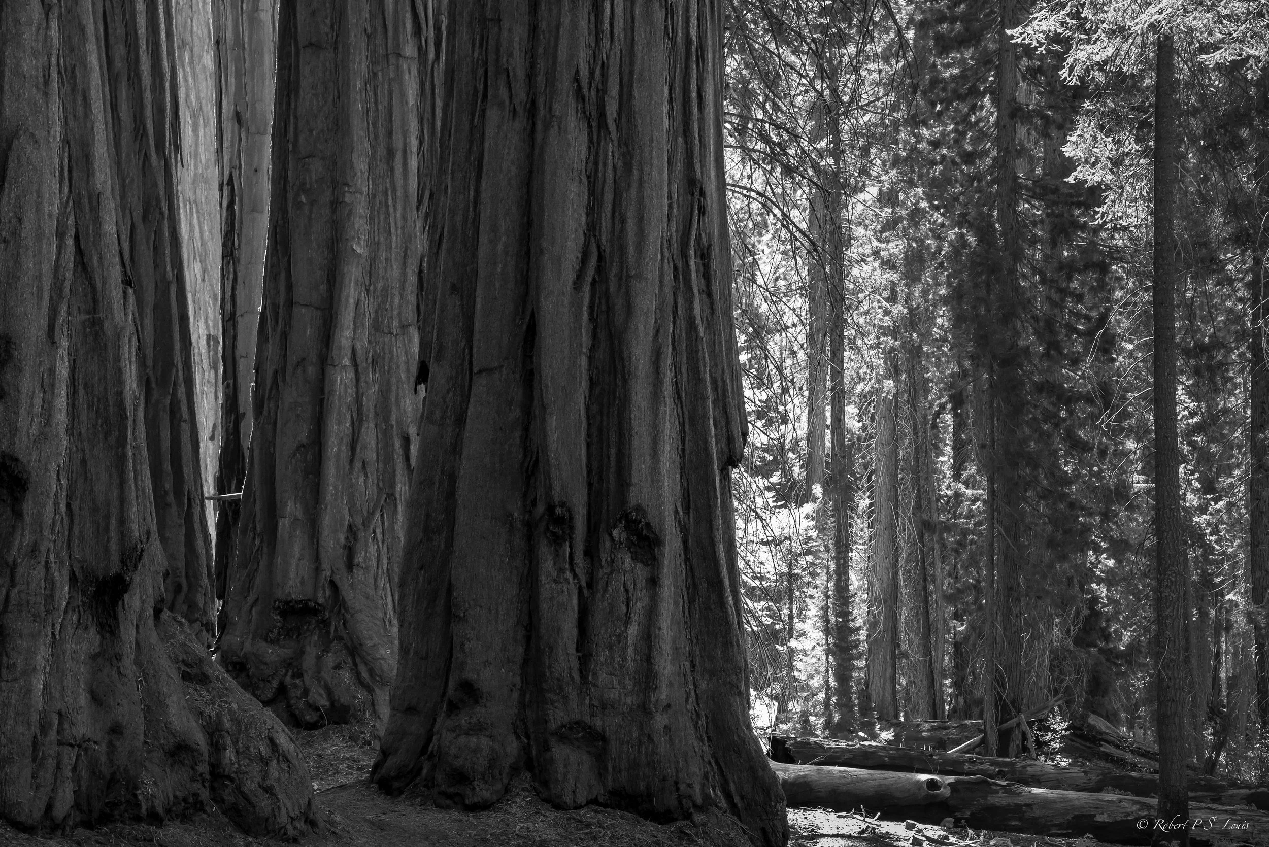 Giant Forest - WM.jpg