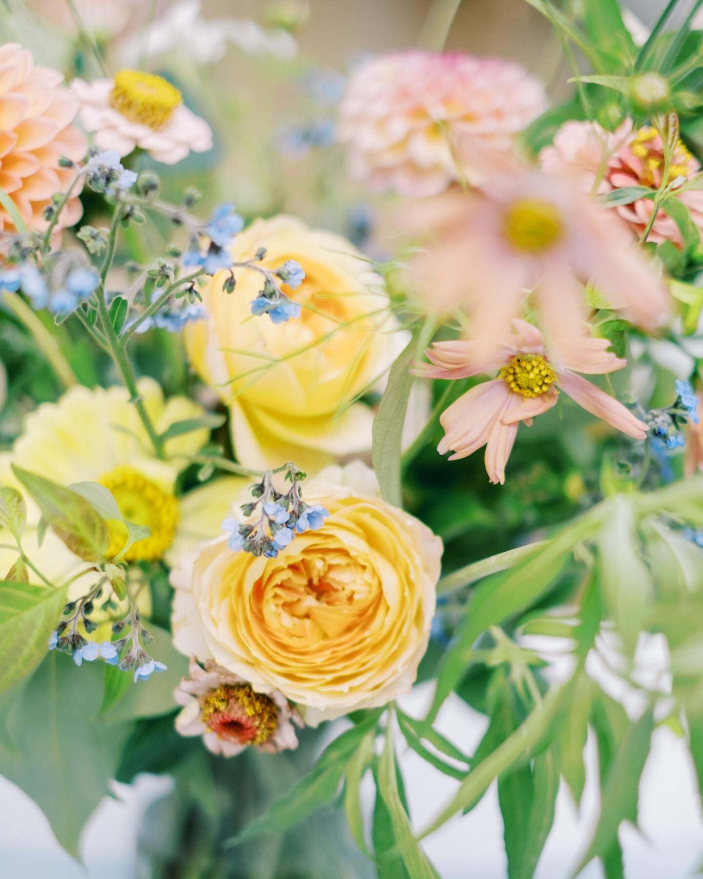 Local flower season is coming soon!! Can&rsquo;t wait to watch them grow again. 🧡🦋

Beautiful capture by @natekimphoto 

.
.
.

#localflowers #slowflowers #aliseradesign #nofloralfoam #ontariogrown #backyardgarden #torontogardener #torontoflorist #