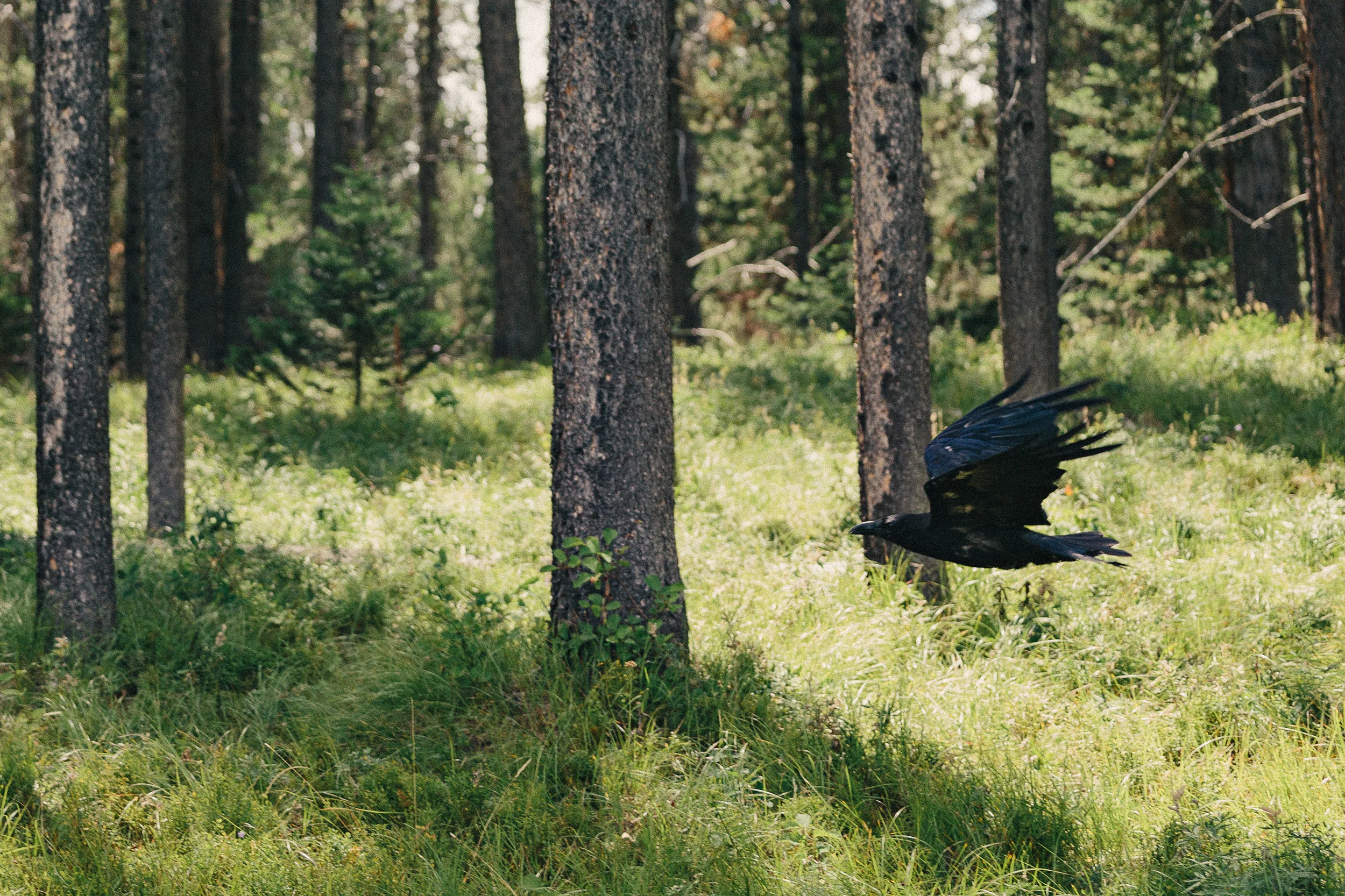 raven-1.jpg