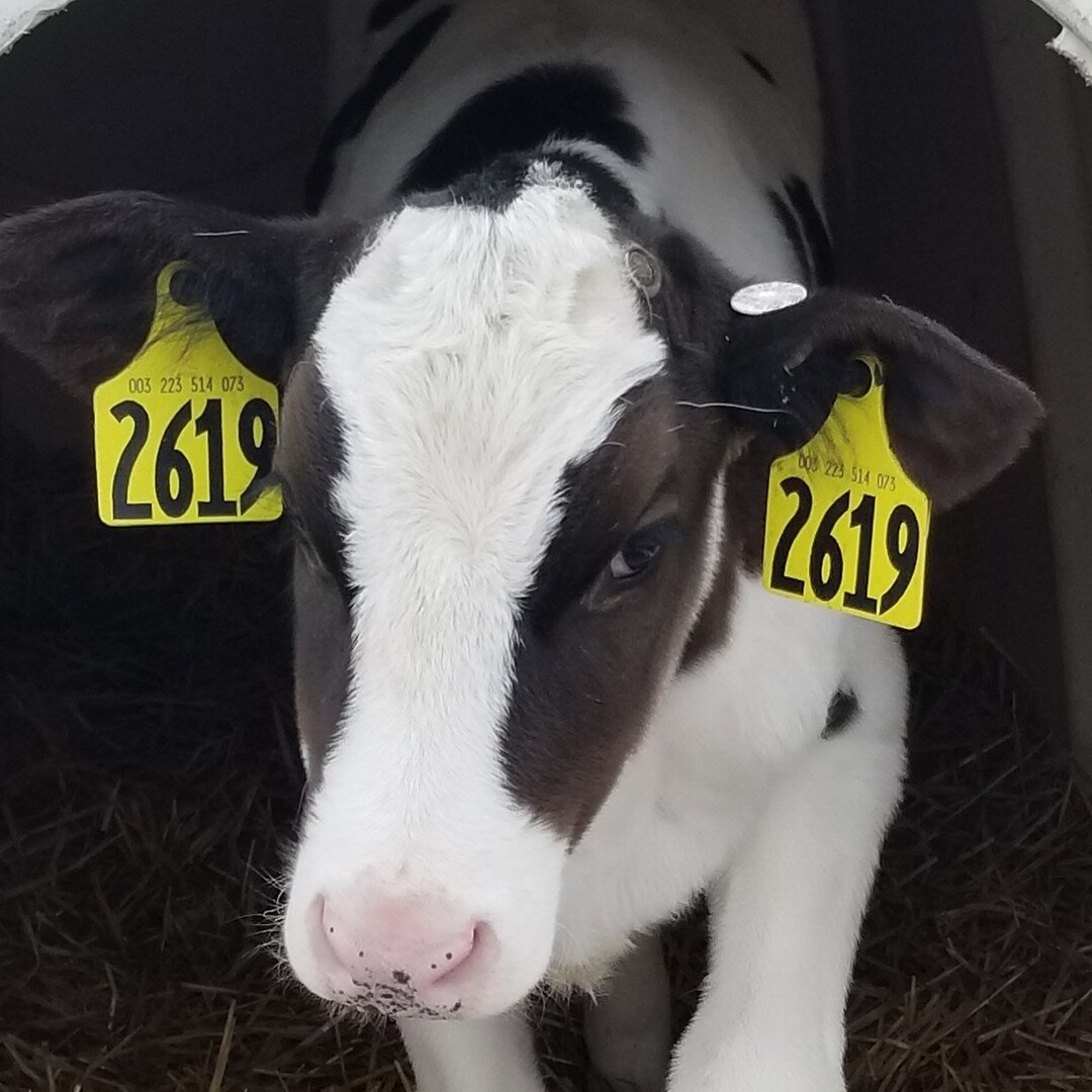 Fun Fact: An average dairy cow produces 7 to 9 gallons of milk a day. That’s about 128 glasses of great-tasting, nutrient-packed goodness.🥛🐄 #gotmilk #nyfarming #SpruceHavenFarm