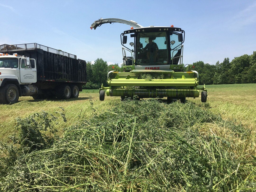 Spruce Haven Farm planted just under 2 THOUSAND ACRES of Alfalfa!! That is almost 3 square miles...🌿🚜😲That is why they say a farmer's job is never done👨‍🌾