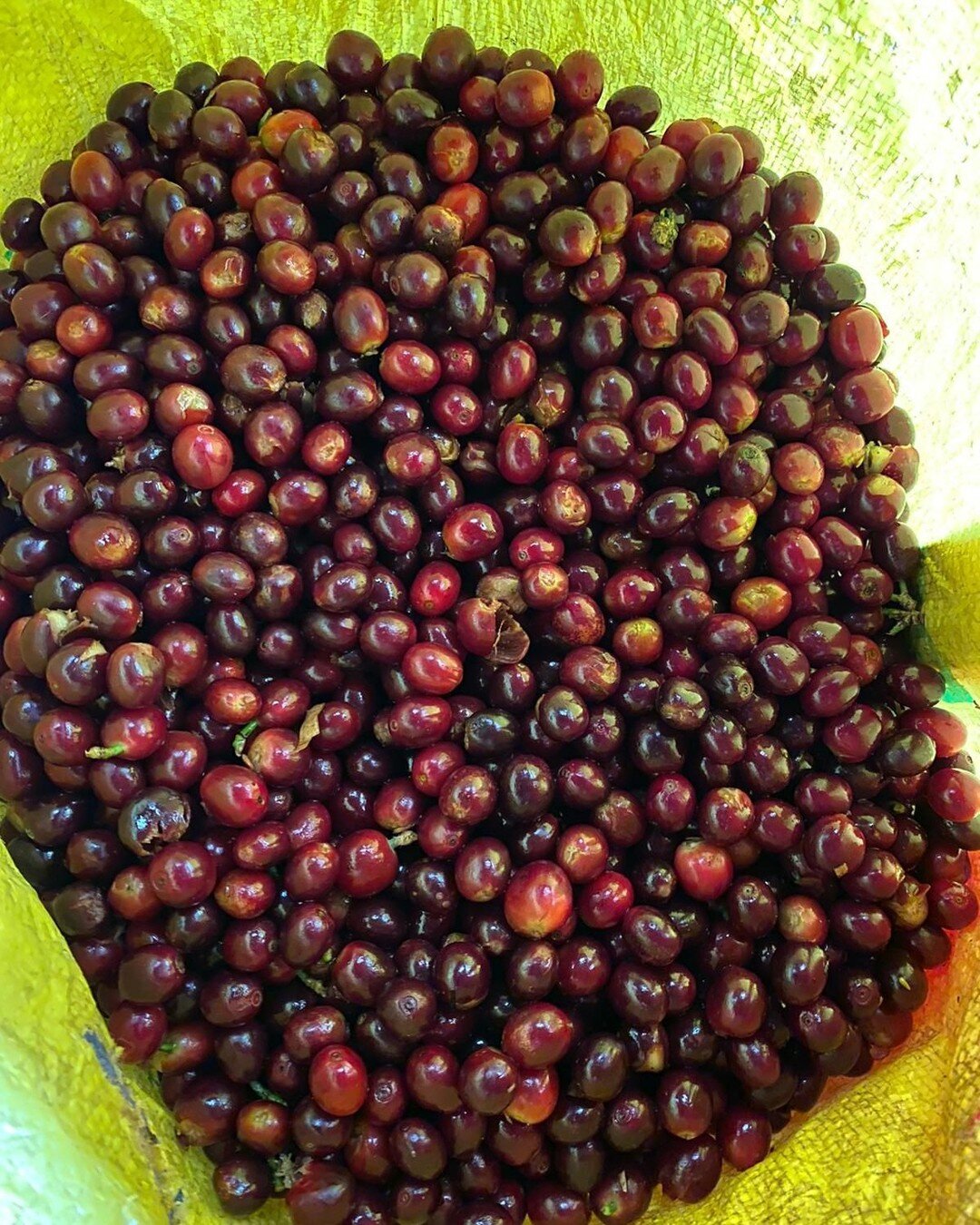 Upwards of 300 people each year work at Finca Dos Marias® to produce coffee that we believe to be among the best in the world.
Know your coffee moments make a difference!
From the farm to your table. Try it today,
https://www.amazon.com/gp/p