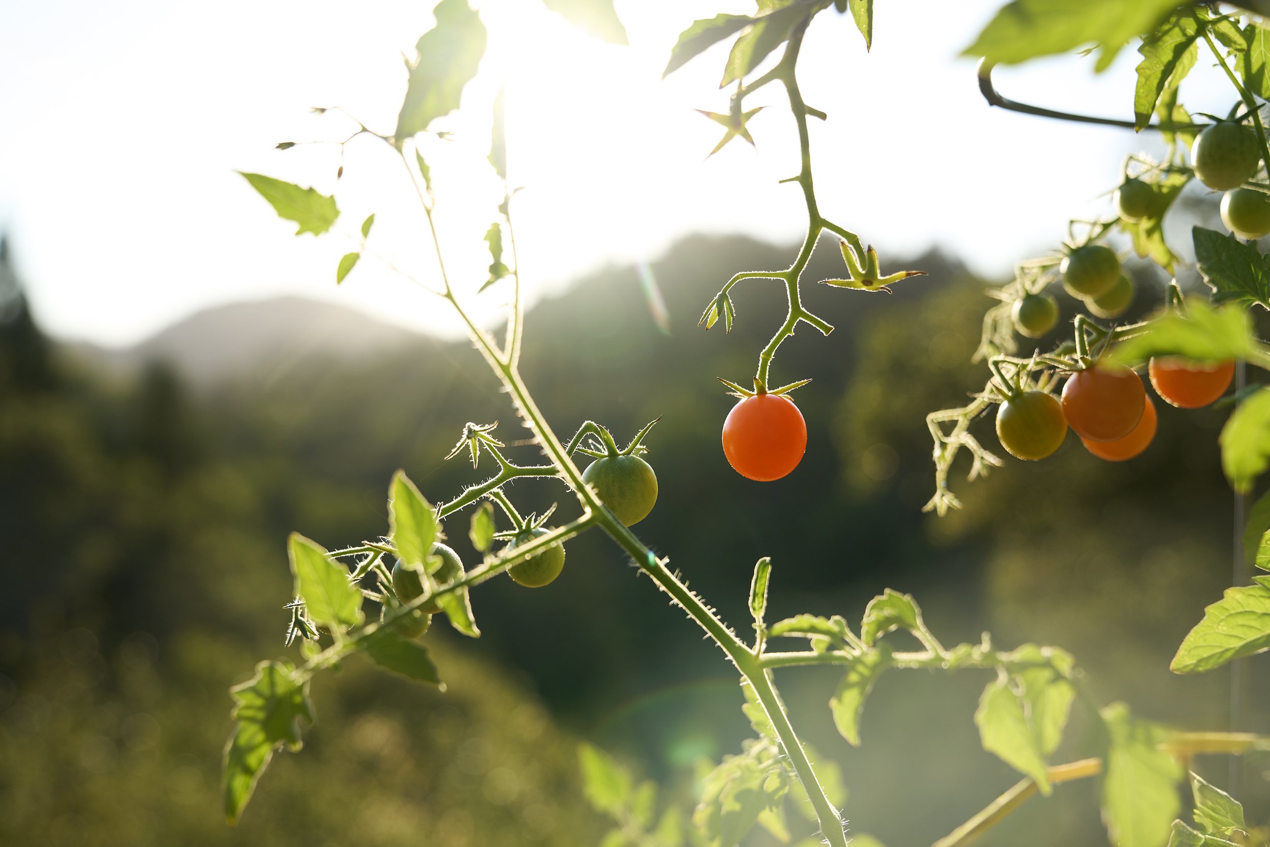 LUKSLA HEALDSBURG 16.jpg