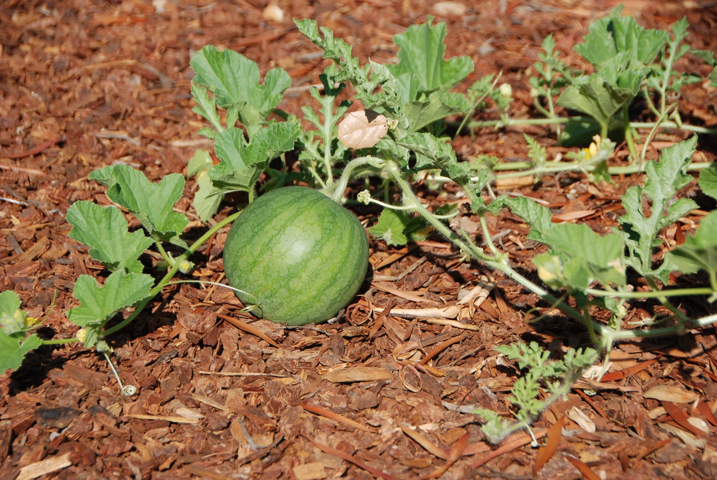 A watermelon grows on a vine.
