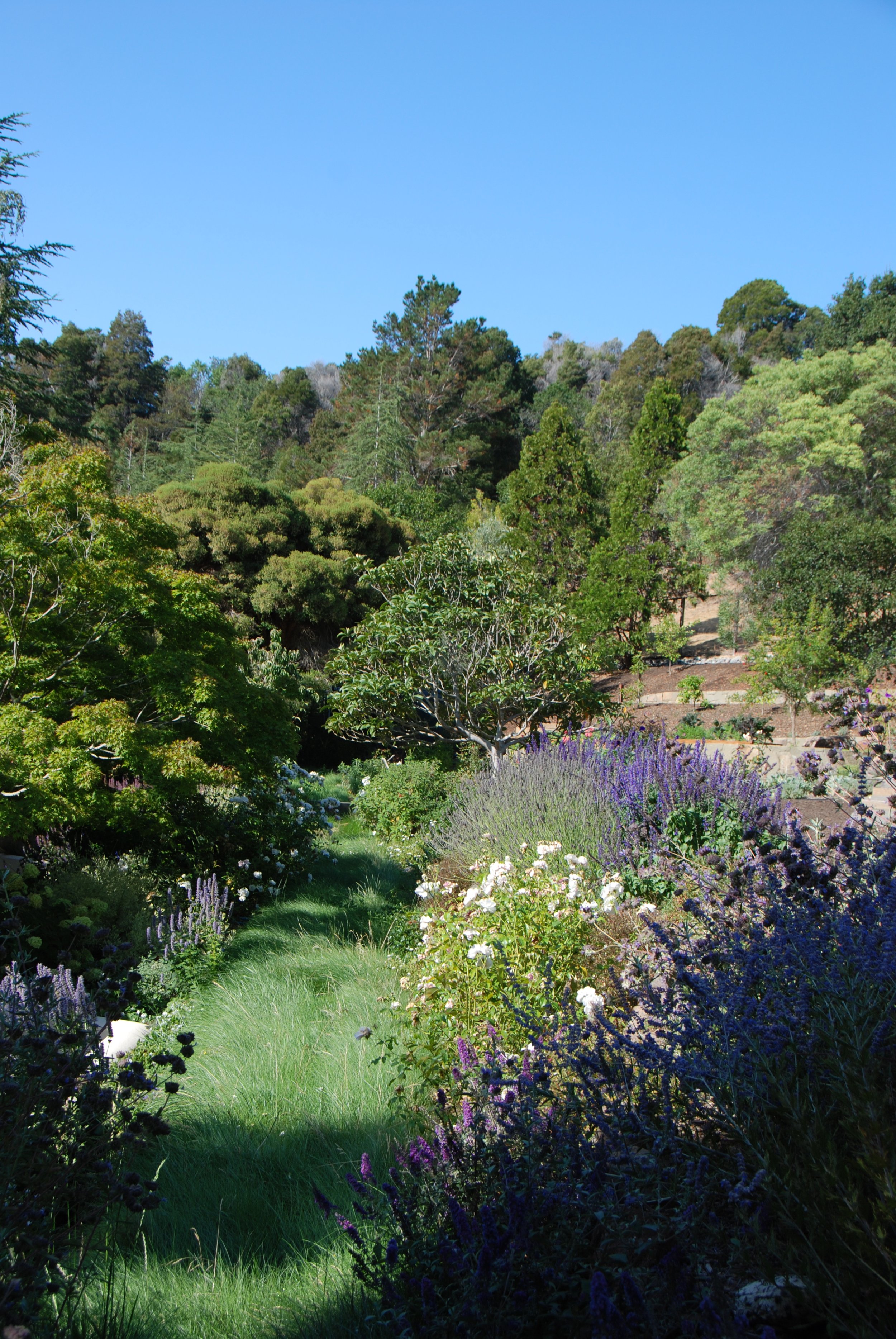 LUKSLA PEACOCK GAP 09 BIOSWALE.JPG