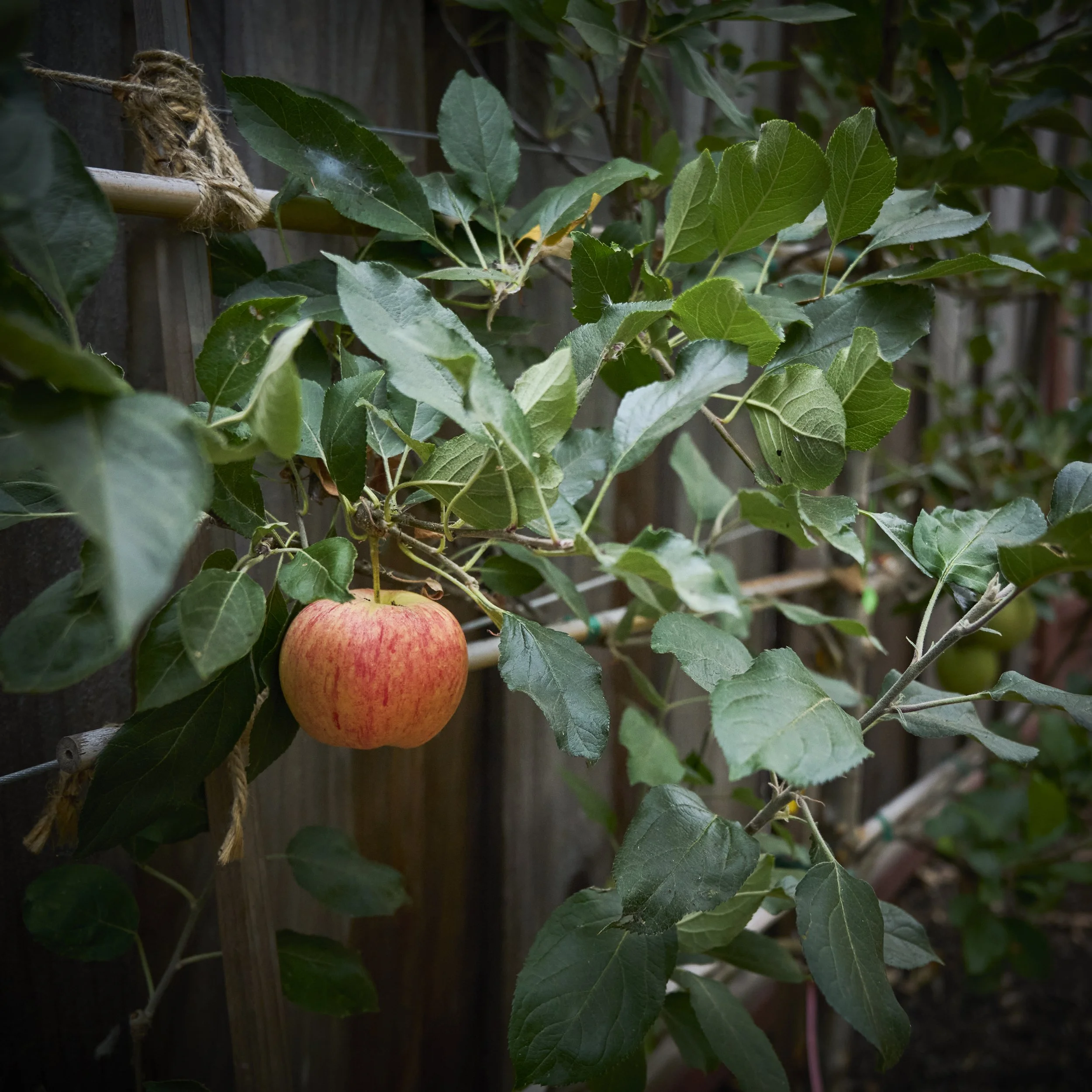 LUKSLA PETALUMA 018.jpg