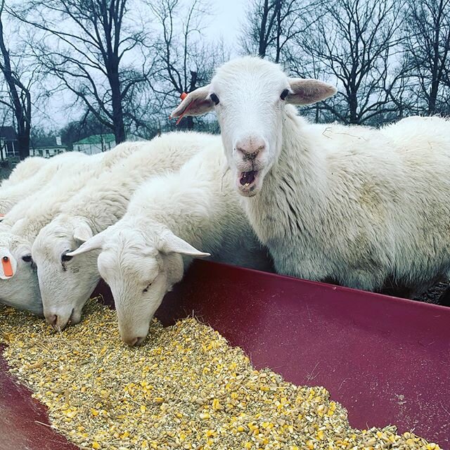 1000 signs of spring! I&rsquo;m looking for (maybe even clingy to) all the signs of spring. Today was a big one... our St. Croix hair sheep are starting to shed their thick winter hair. Unlike most sheep, hair sheep don&rsquo;t have thick wool to she