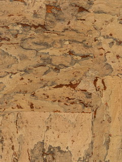 C3526.jpg