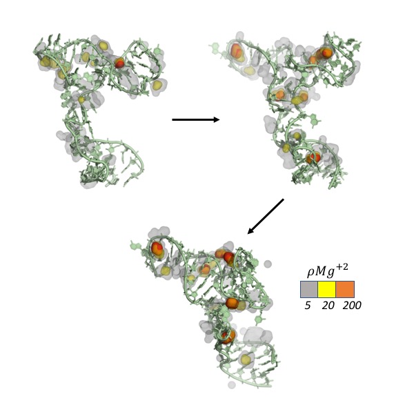 Time-Resolved SAXS and Ensemble Modelling Reveal Magnesium Orchestration across an RNA Folding Landscape