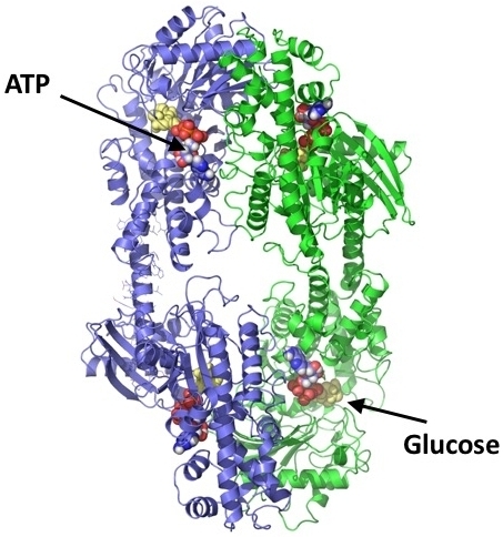 Structural and dynamical characterization of Hexokinase II