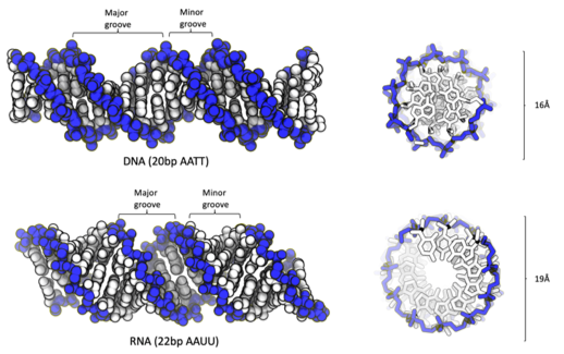 The behavior difference of DNA and RNA duplexes in the same aqueous condition