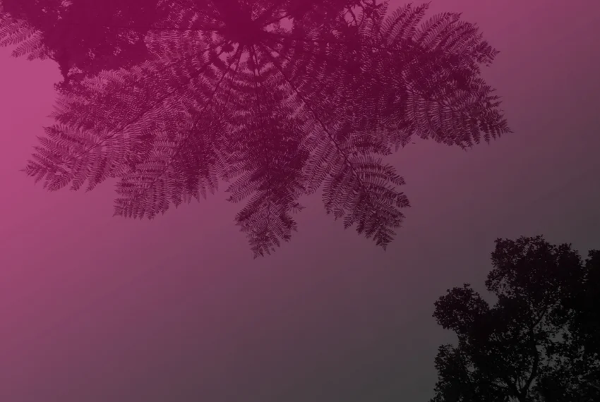 Catapult NZ Services.jpg