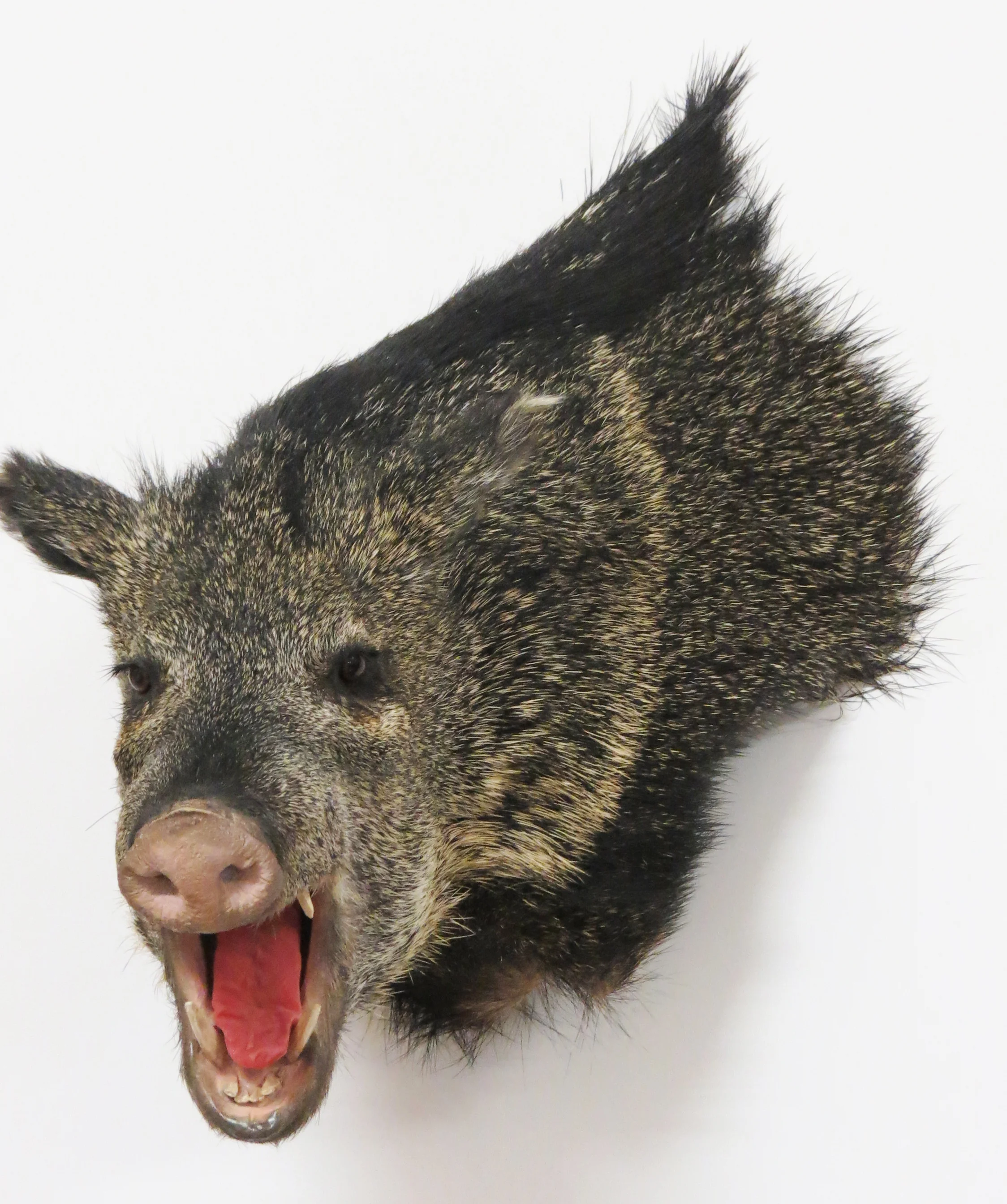 Javelina Wall Pedestal