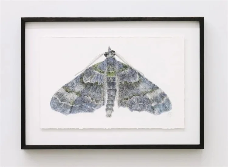 sandersoncontemporary-liam-gerrard-lawyer-pug-moth-elvia-glaucata-2024.jpeg