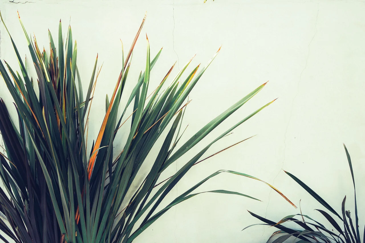 plants.jpg
