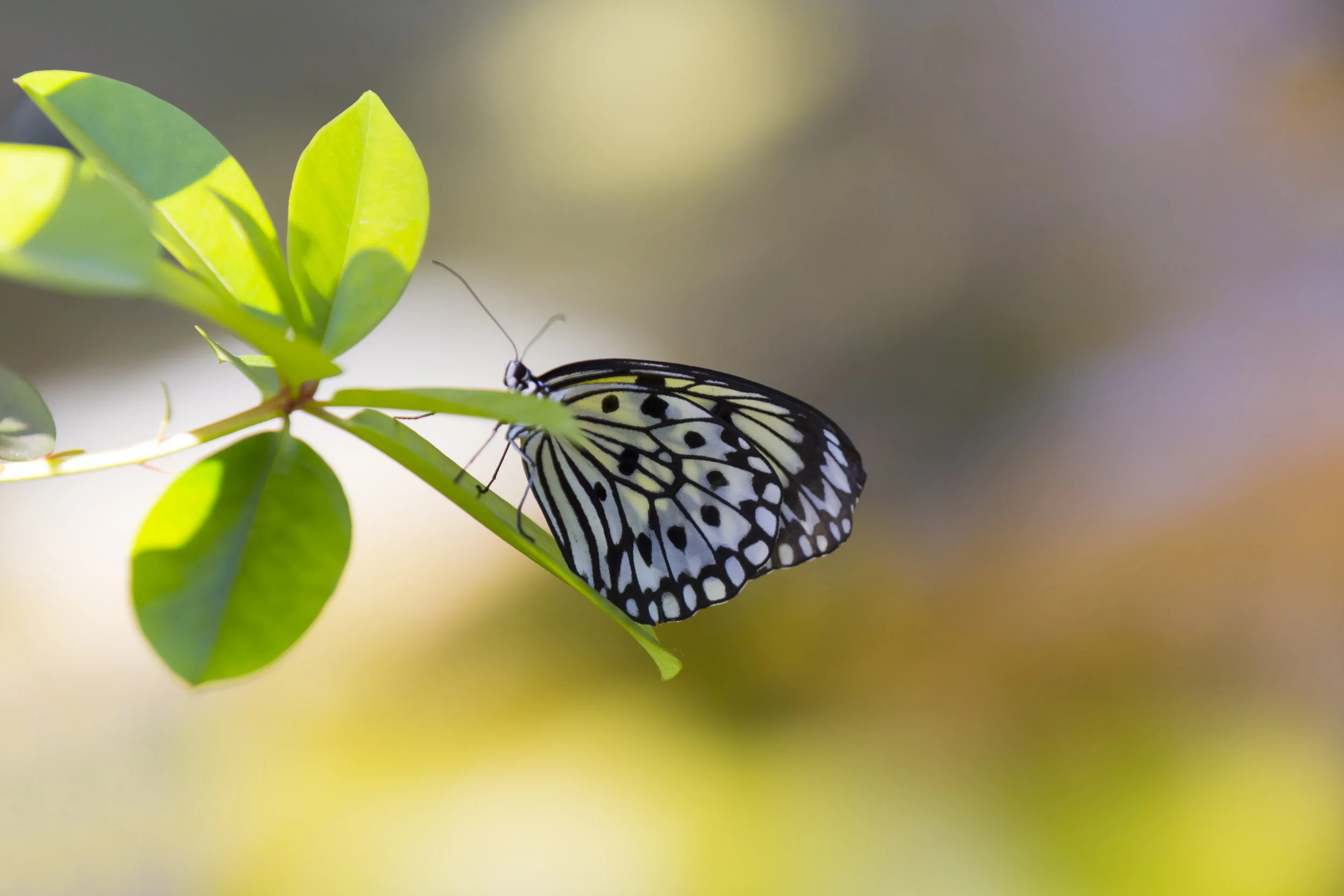 A butterfly with black and white patterned wings perched on a green leafy branch.