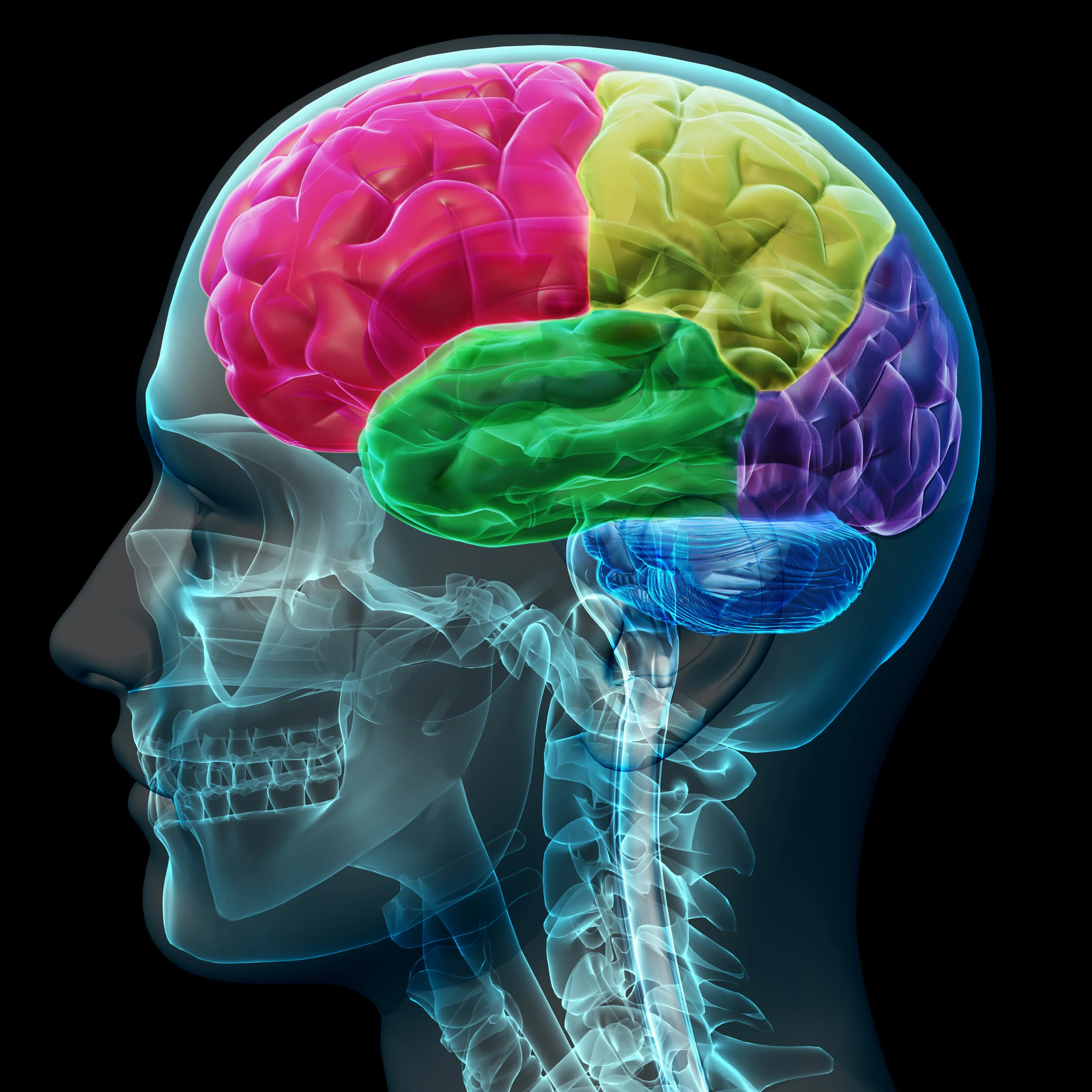brain-colored-sections-PWD3VK6.jpg
