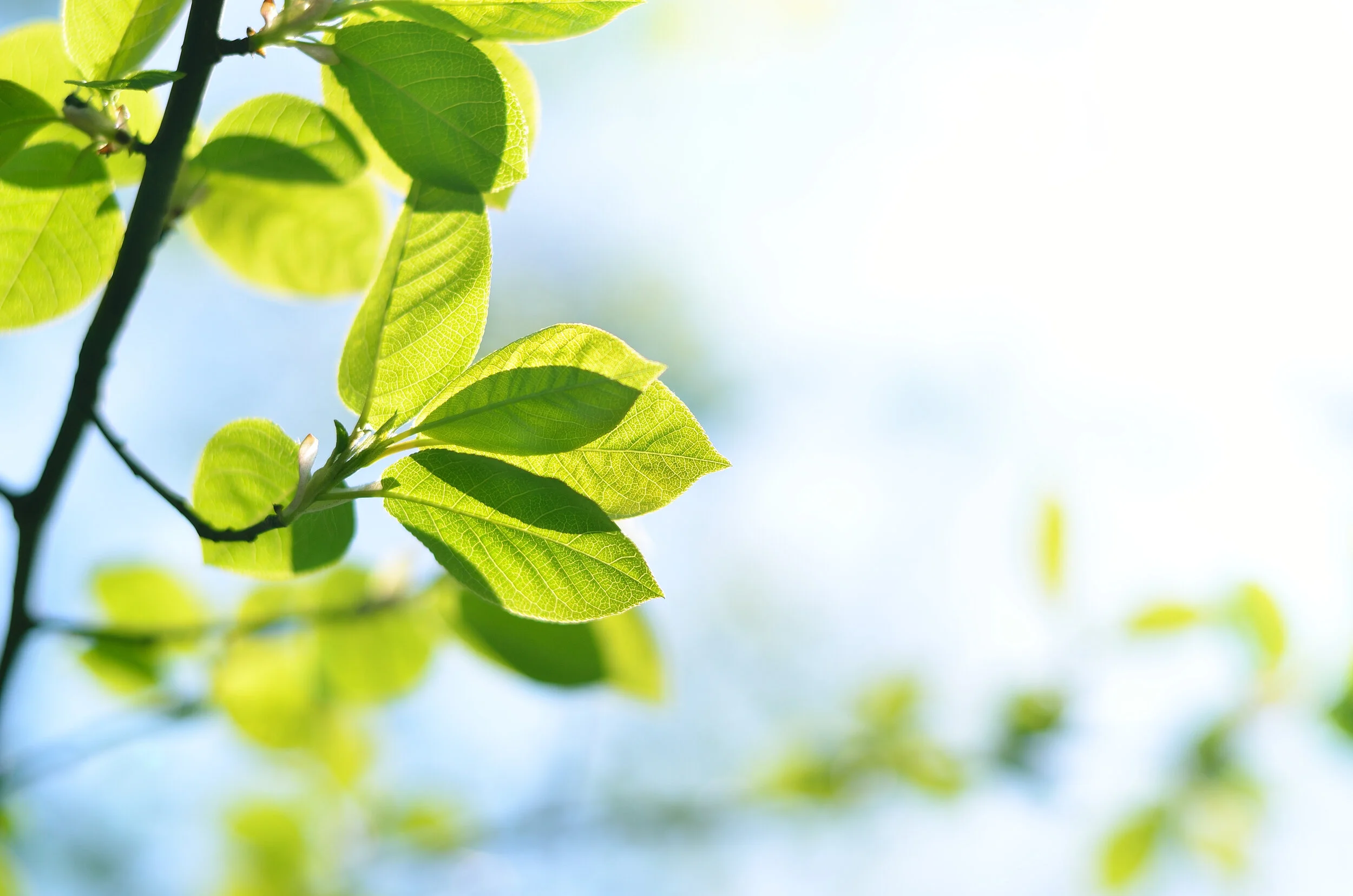 Green leaves.jpg