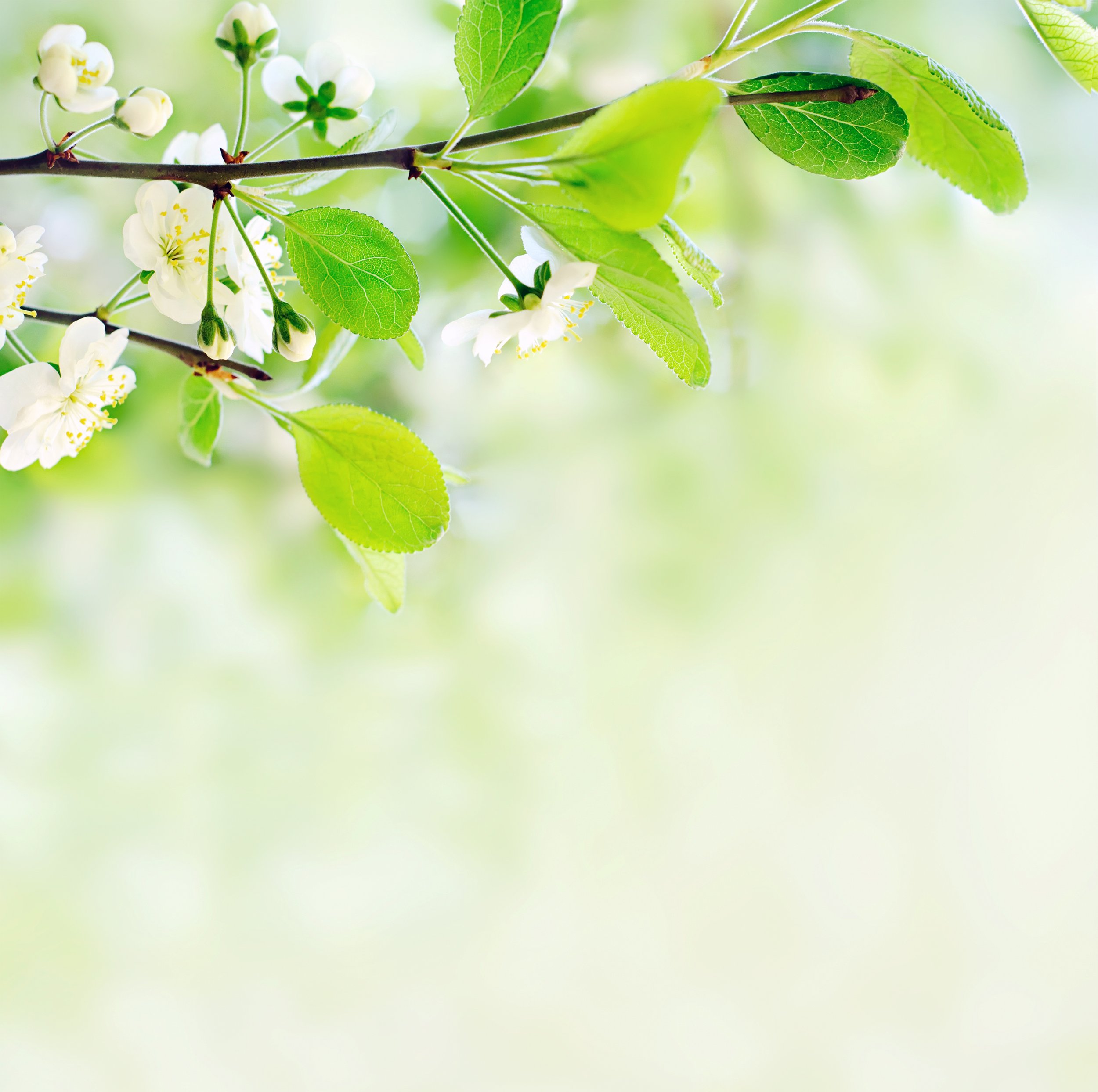 Close-up of green leaves and white blossoms on a tree branch, with a soft, blurred green background.