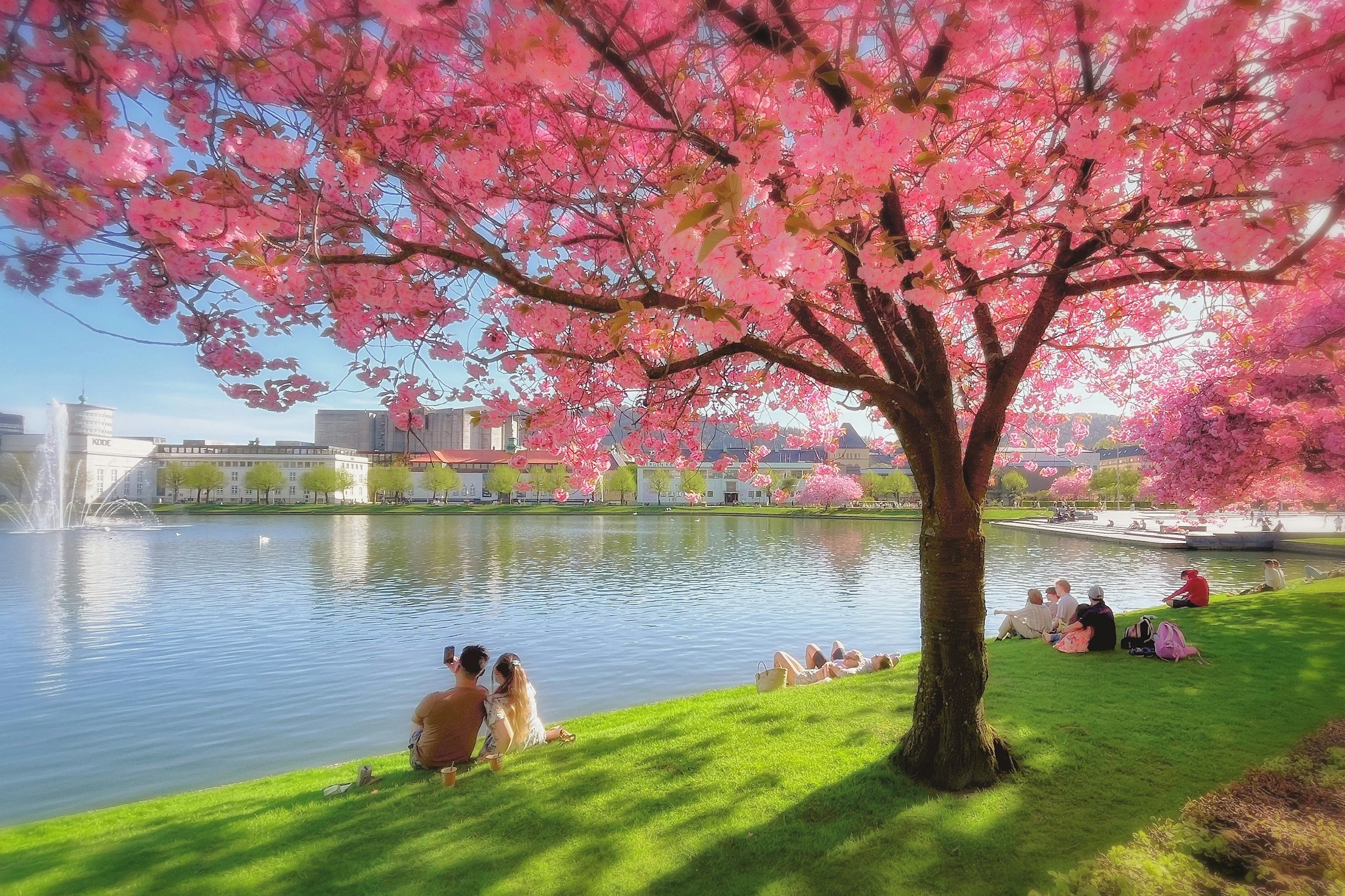 People relaxing and socializing by a lake under a blossoming pink cherry tree in a park, with city buildings and a fountain in the background on a sunny day.