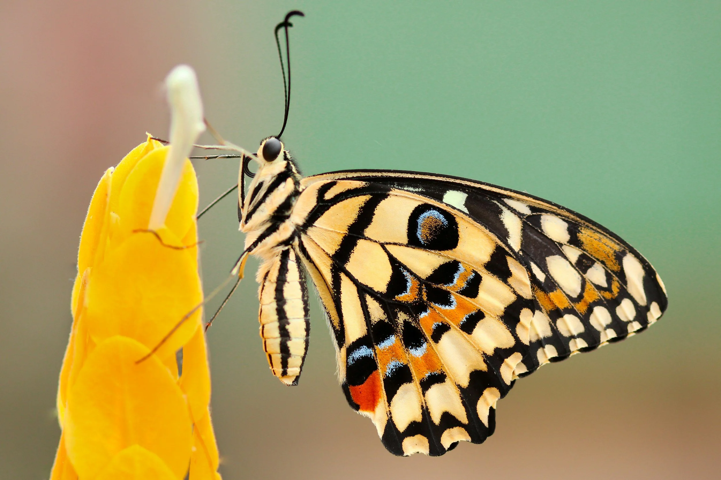 A butterfly perched on a yellow flower, showcasing detailed black, blue, and orange wing patterns against a blurred background.