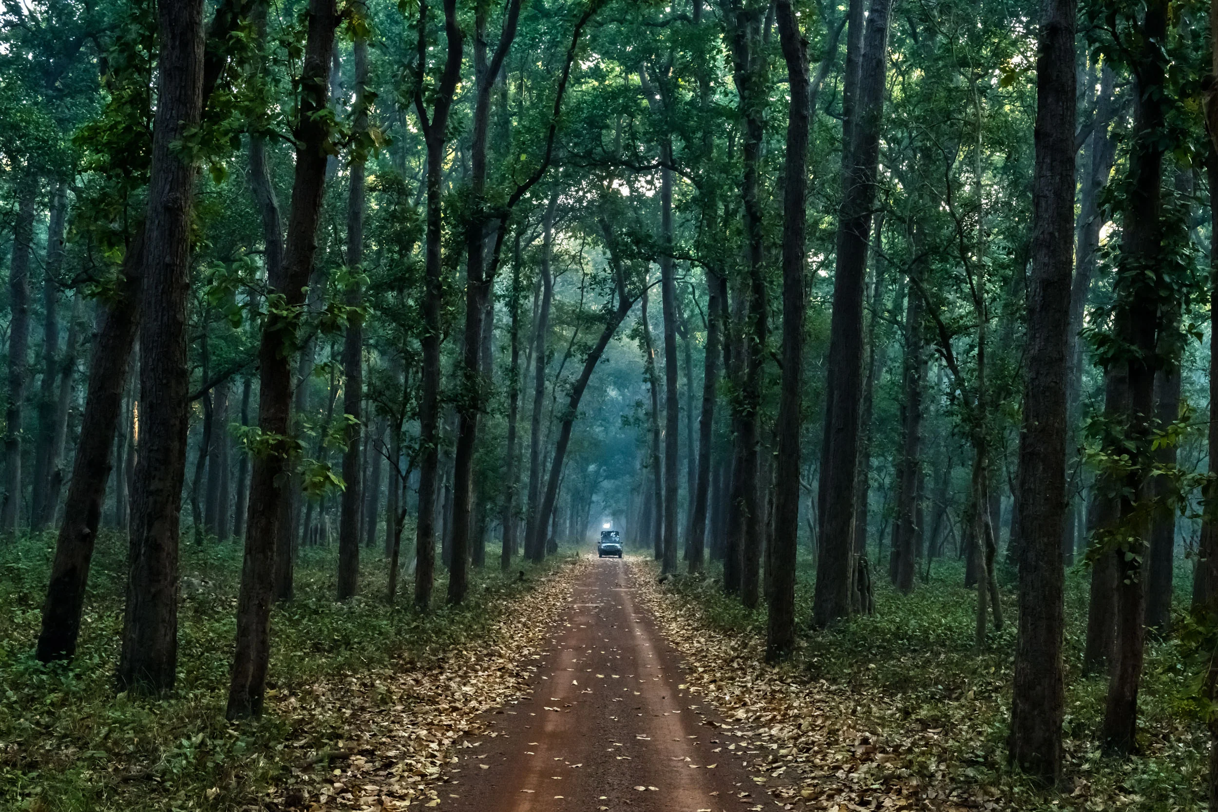 Infinite Canopy at Dudhwa