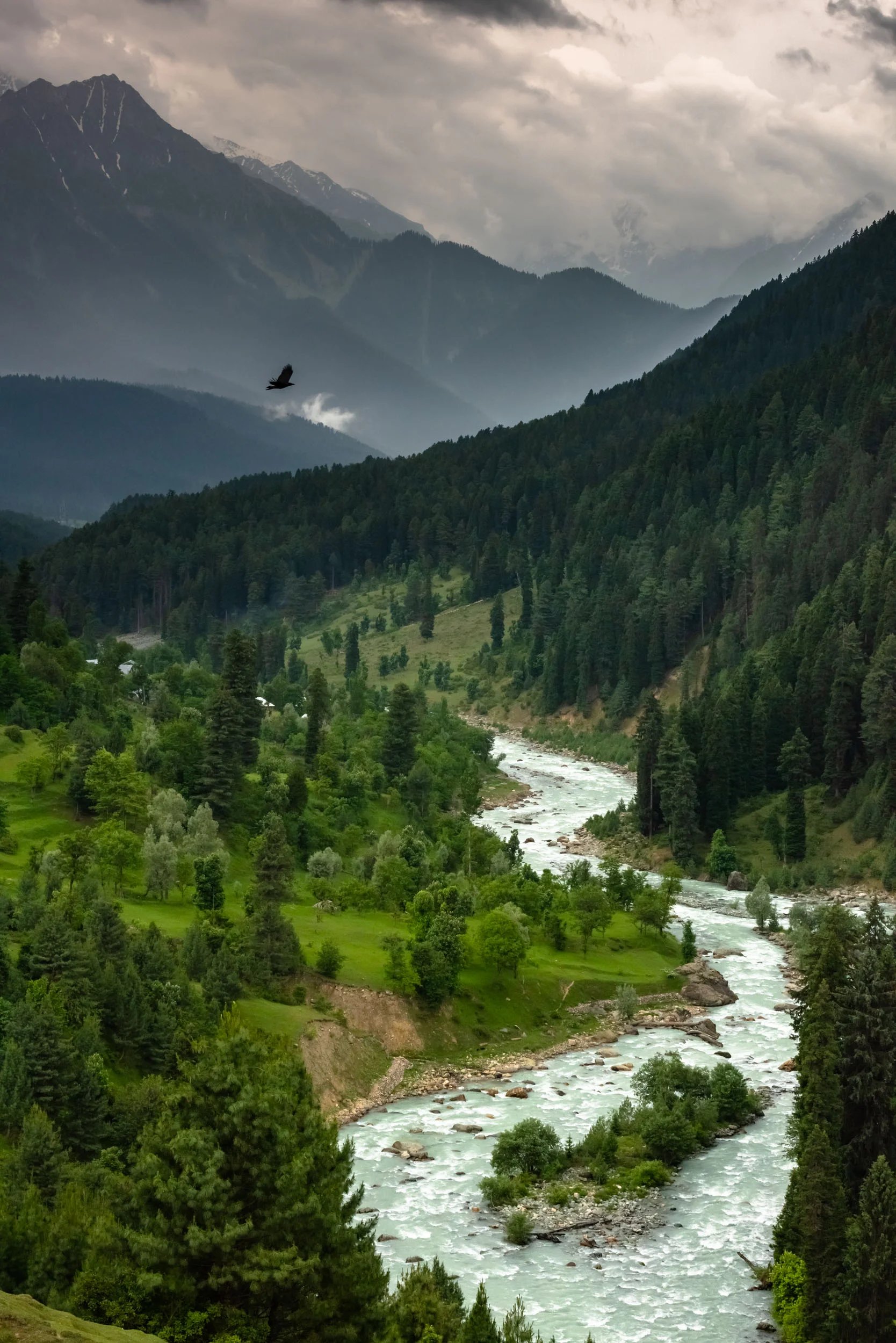 Beautiful meadows with Misty surroundings 