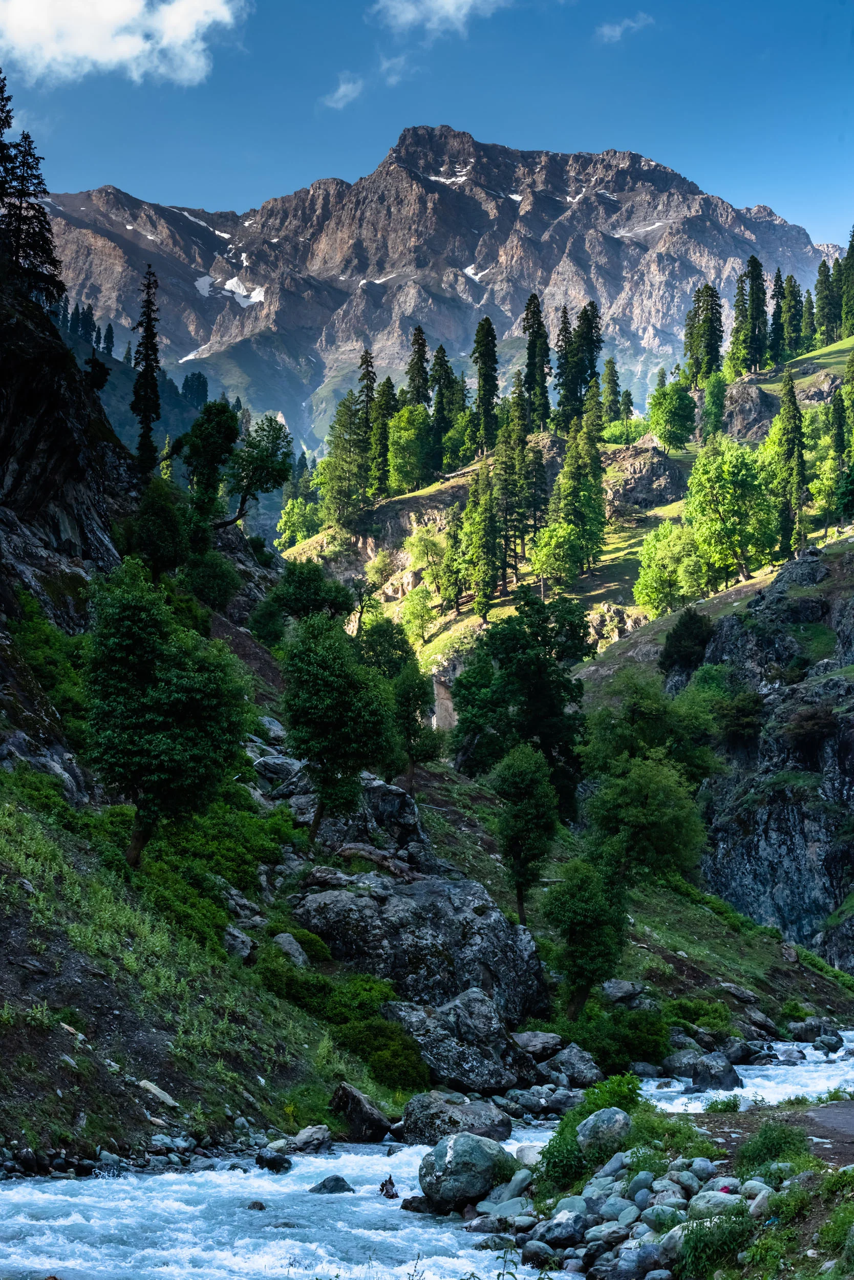 whispers of the native pines and conifer forests