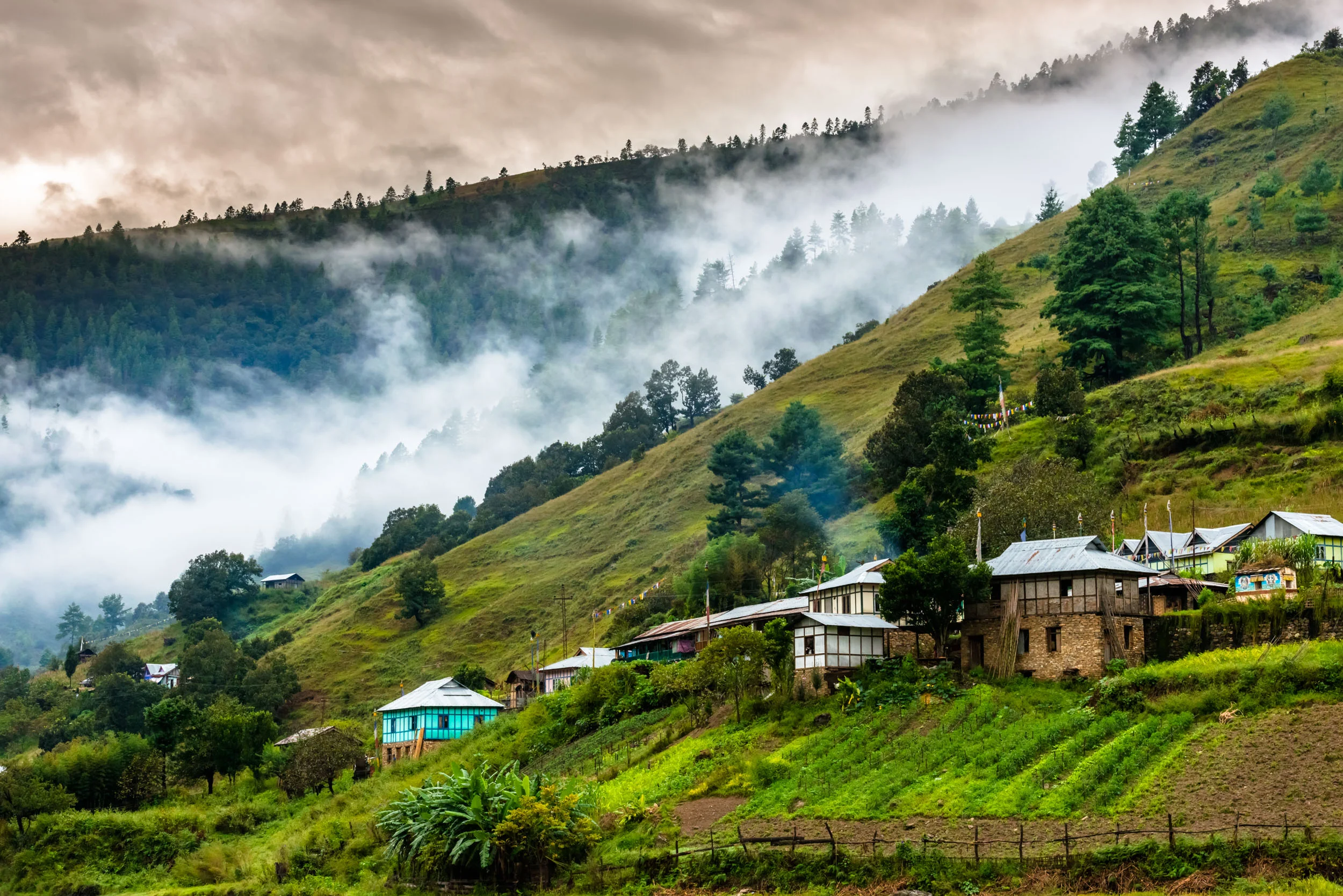 Vegetable creepers over the slopes in Village
