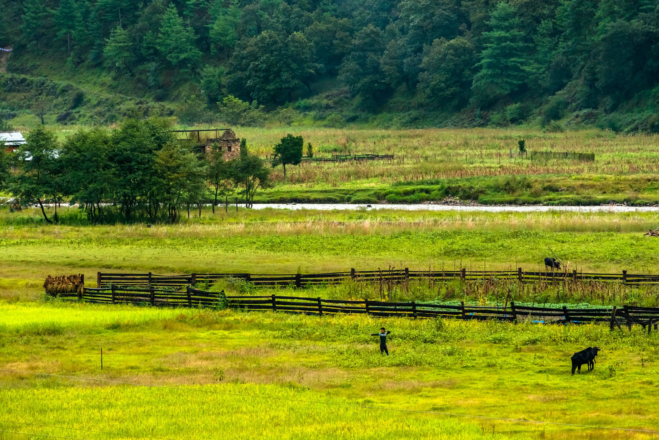 Wooden Cattle Enclosure