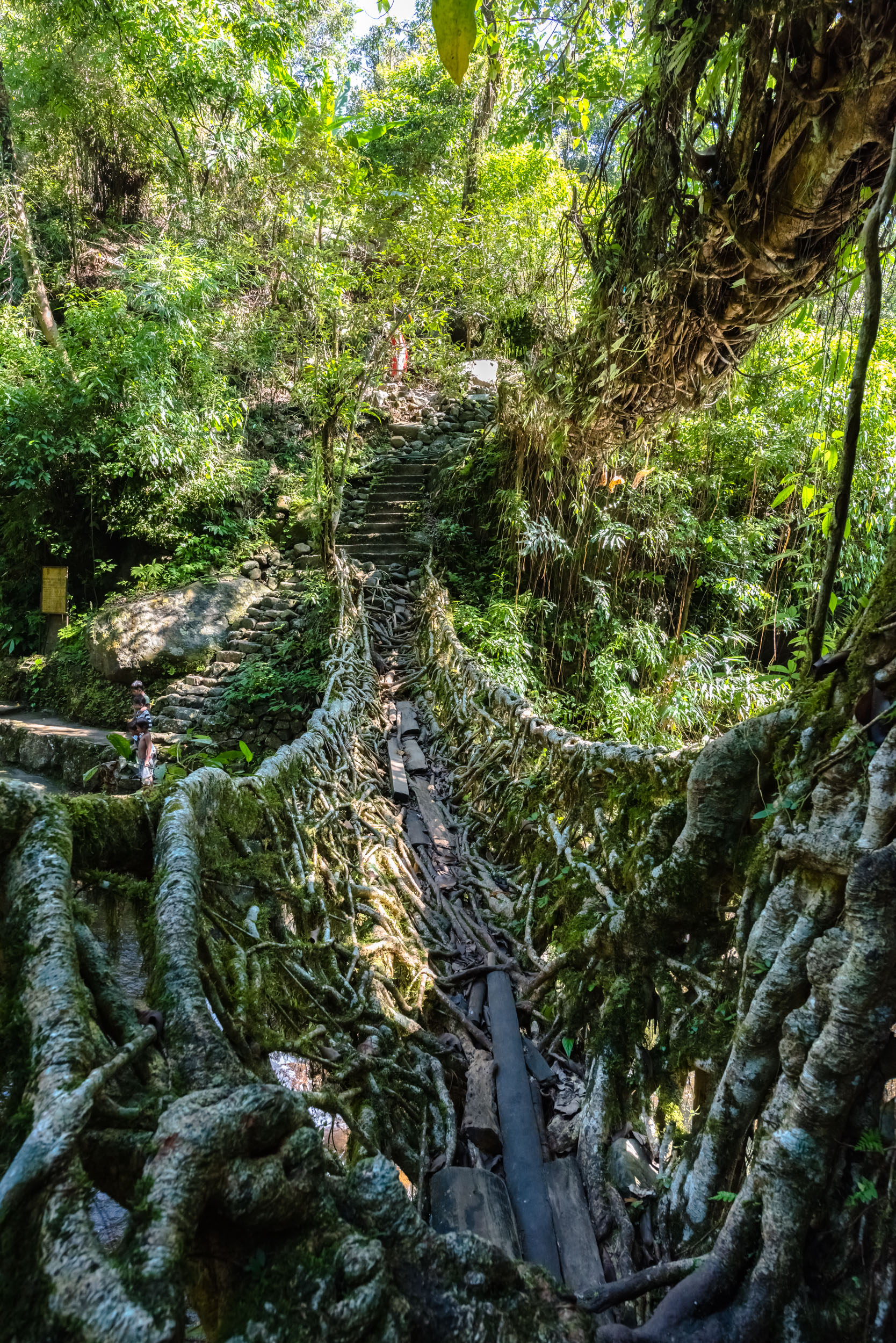 Double Root Bridge Journey 7.jpg