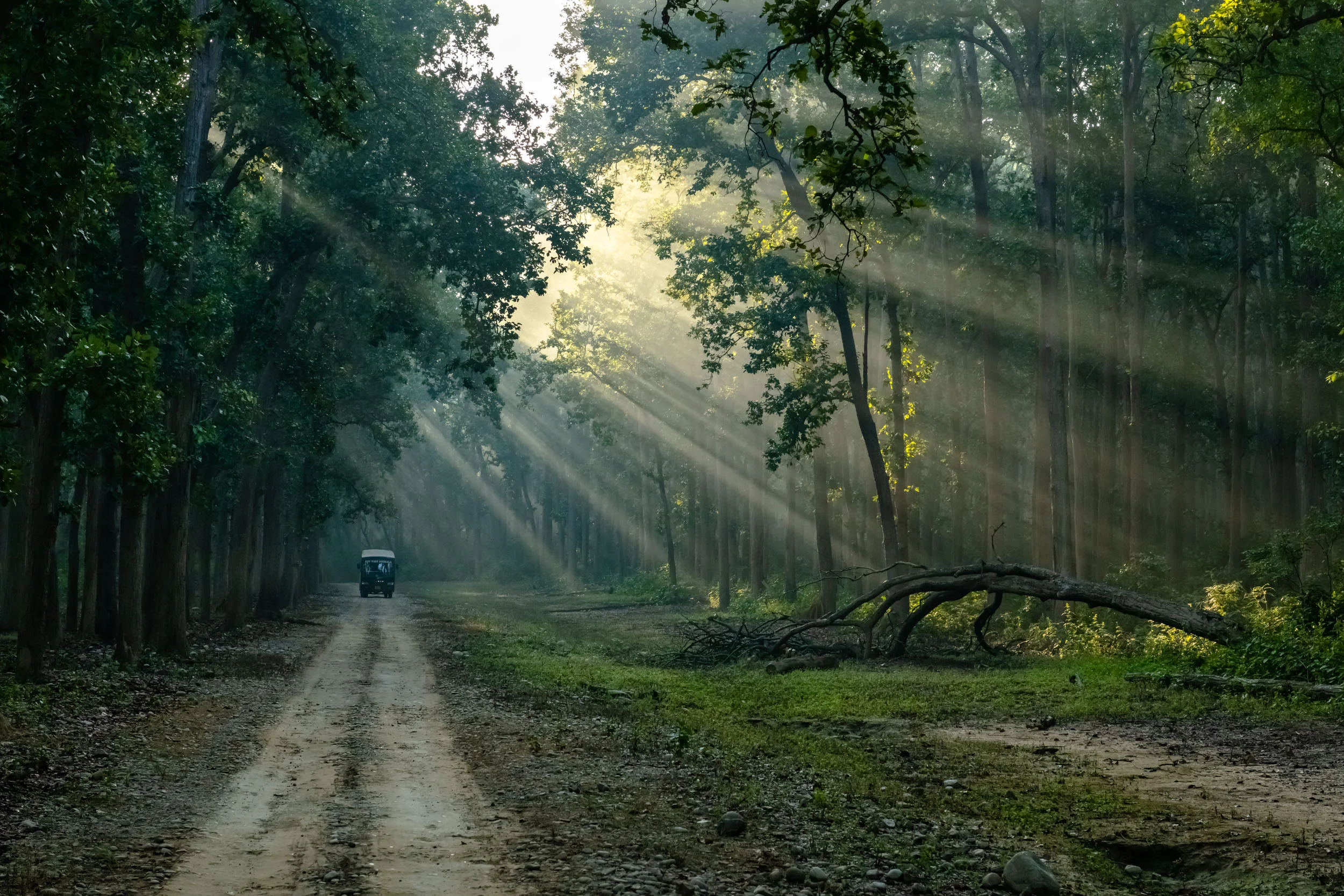 Canter Bus in Morning Safari