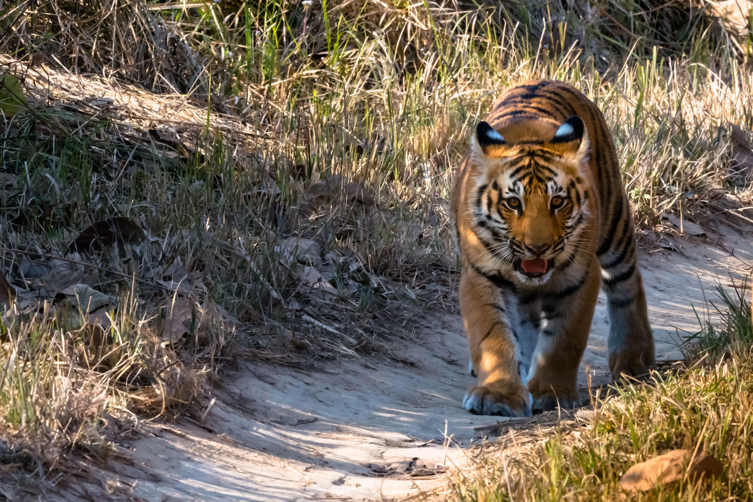 Tiger Cub