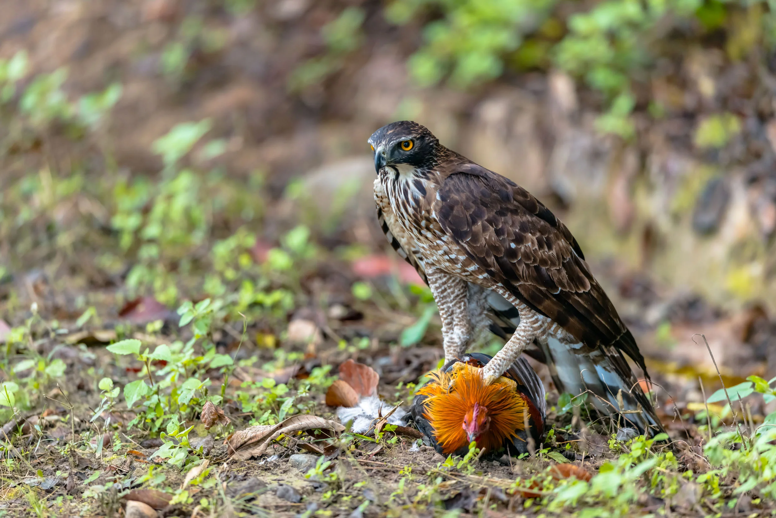 Eagle on live wild fowl