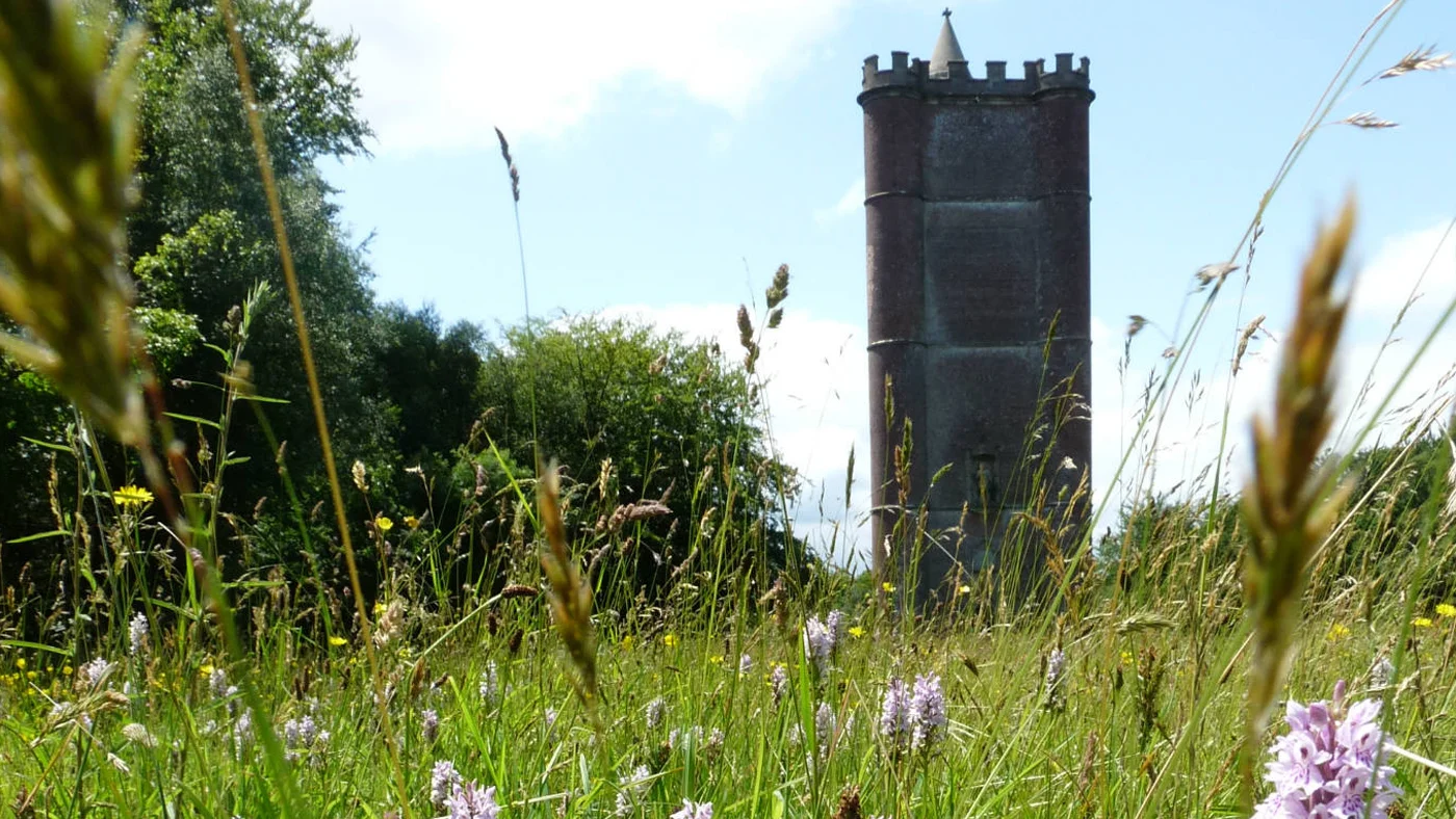 Orchids in front of Towerc.jpg