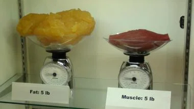 fat-muscle.jpg