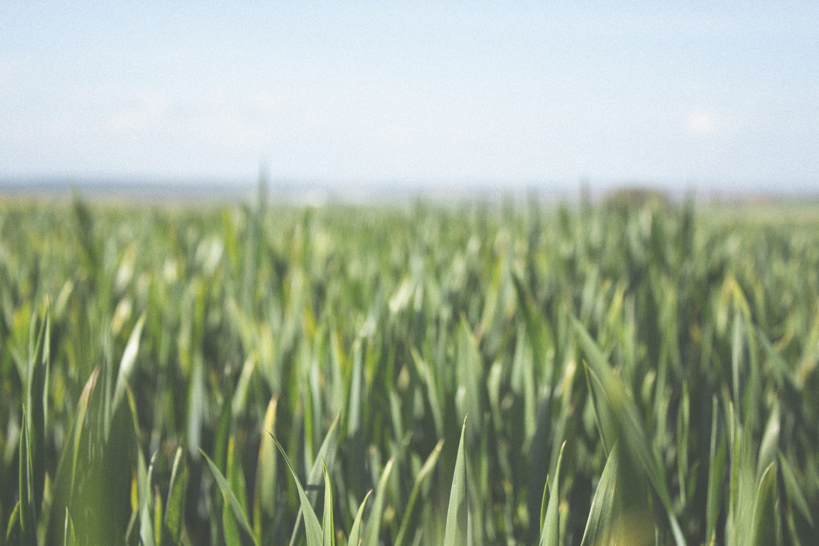 grass_sky_blurr.jpg