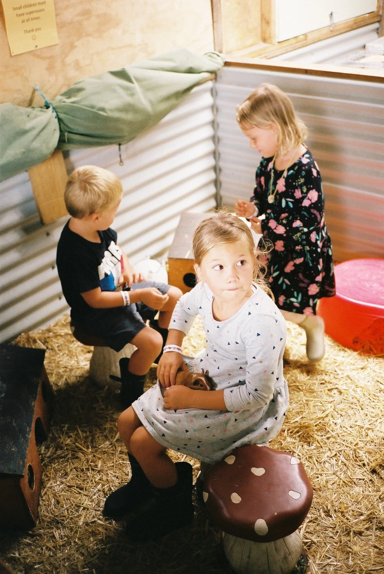 Sunflowers Animal Farm