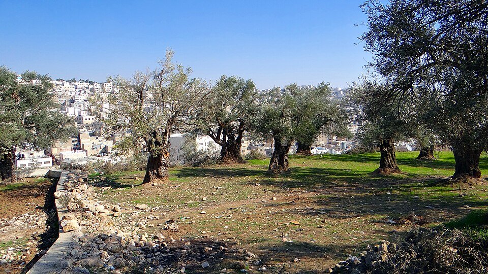 Replacing Olive Trees with Pines: The reality behind Israel’s position as a Middle Eastern ecological leader 
