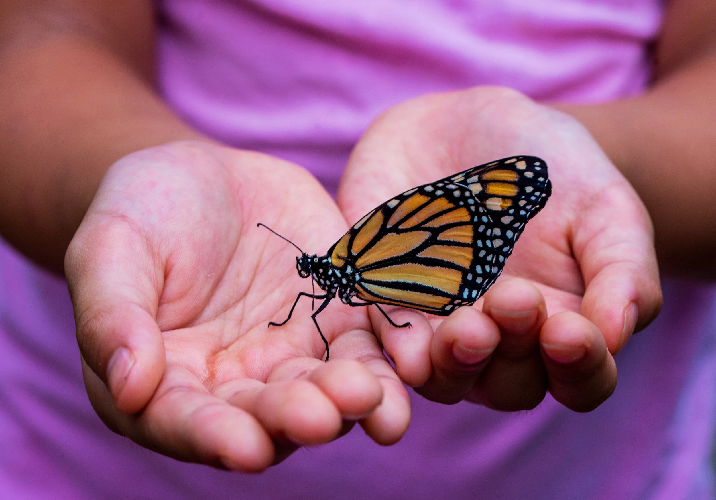 Butterfly Release