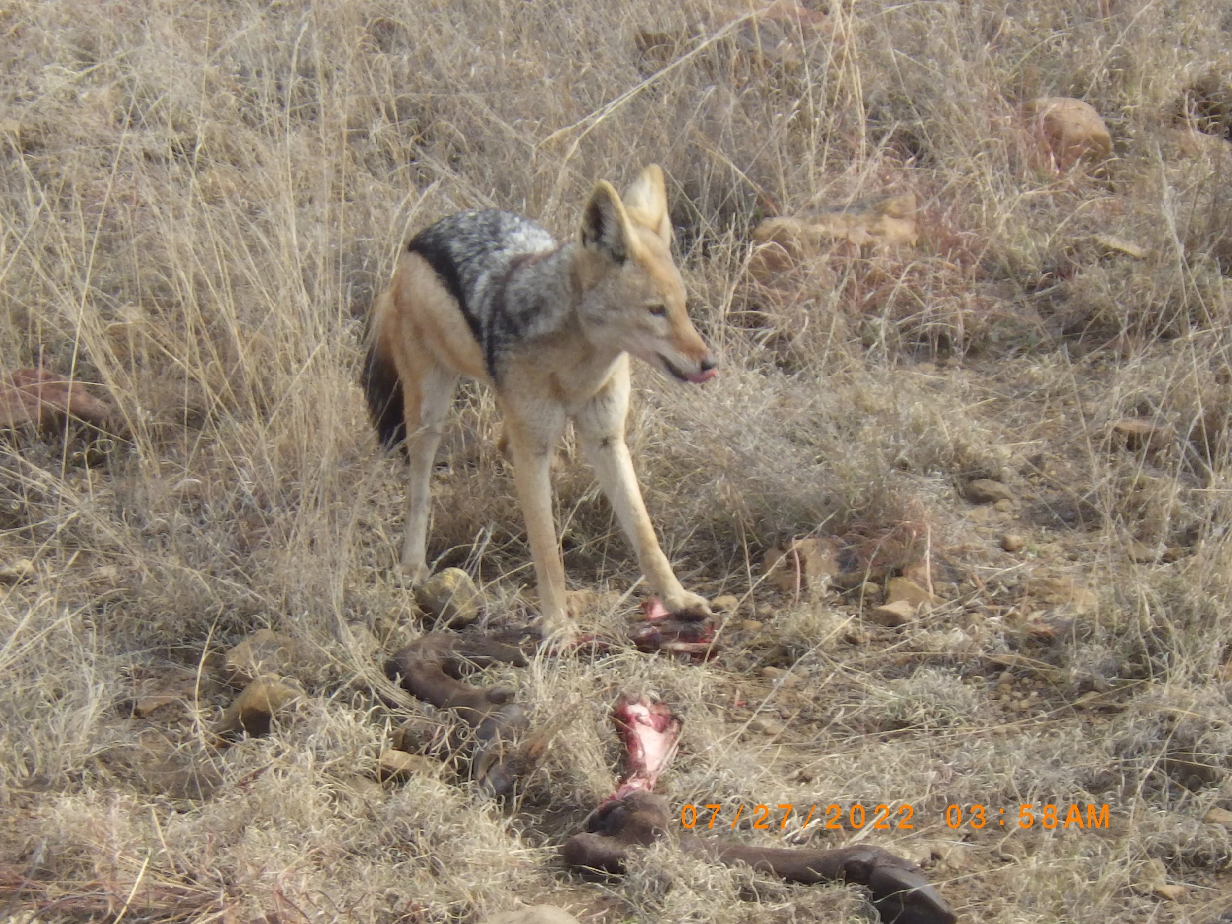 South Africa: The Fourth Corner of Africa and a little Ethiopia Thrown In. (mostly Johannesburg and a little Pretoria)
