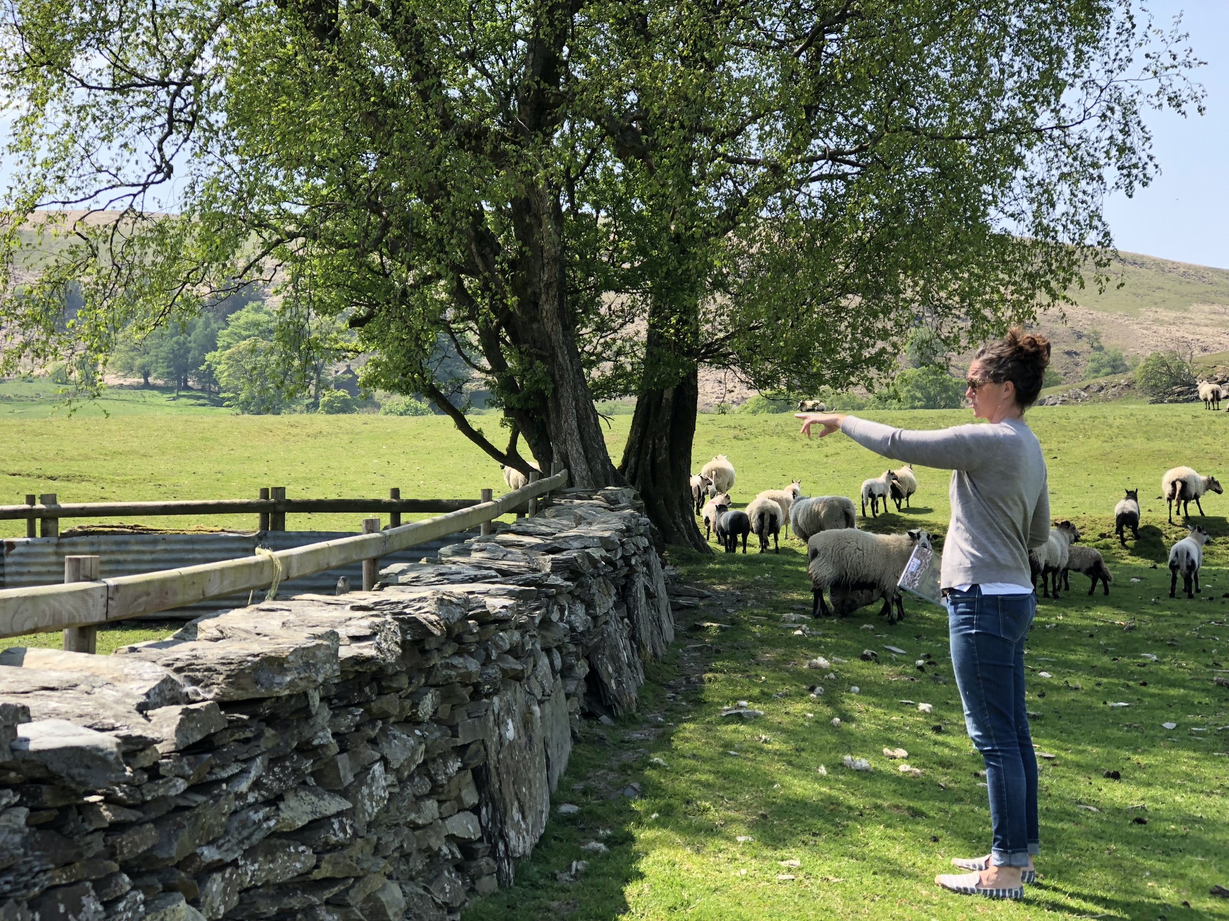 At a favorite sheepfold in the Elan Valley